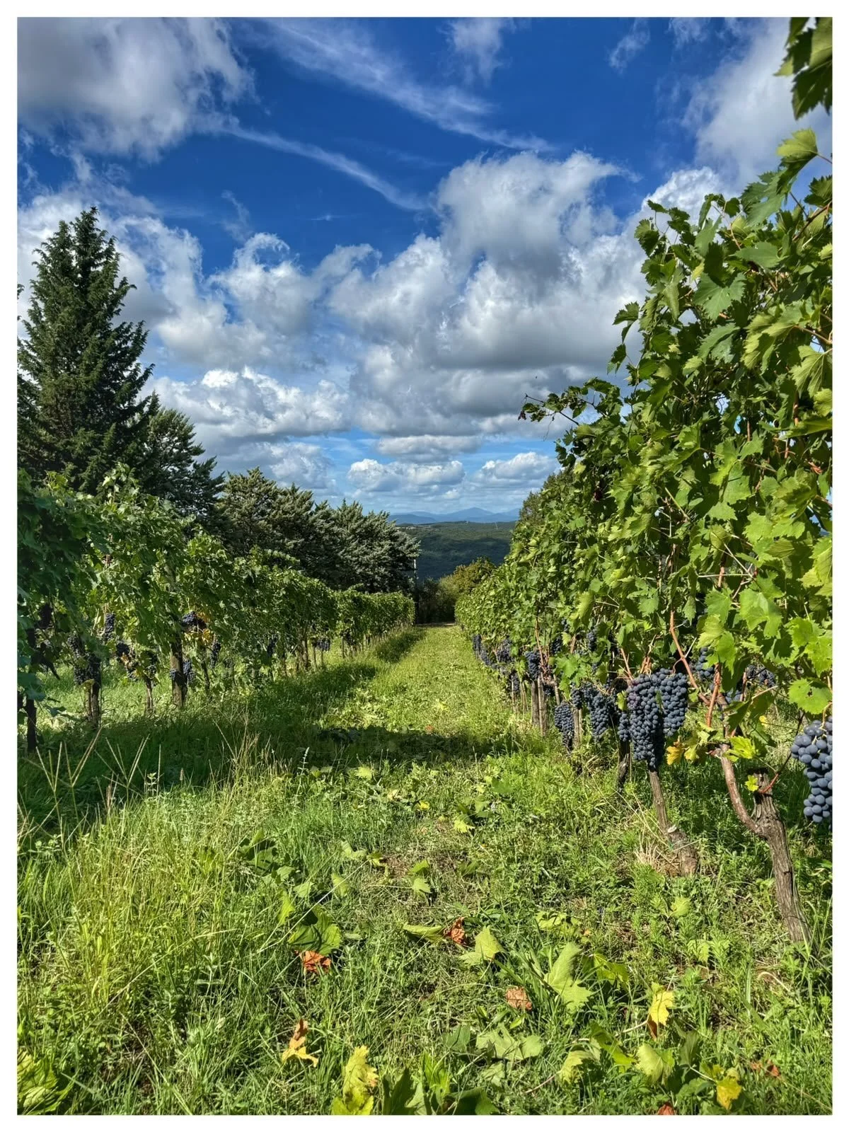 Crisp autumn skies overhead. Harvest season is here .