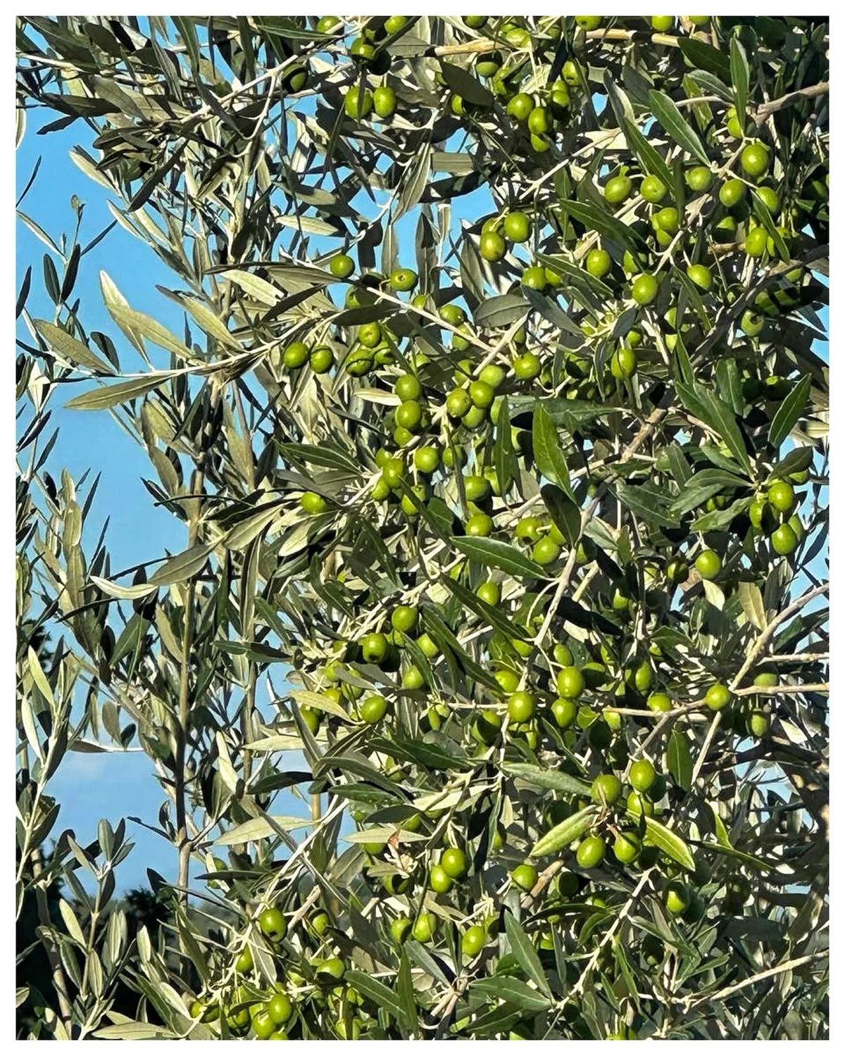 We are anticipating an extraordinary olive oil this year! Just look at these beautiful olives.