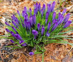 Before the Daffodils: Musings of early Spring planting