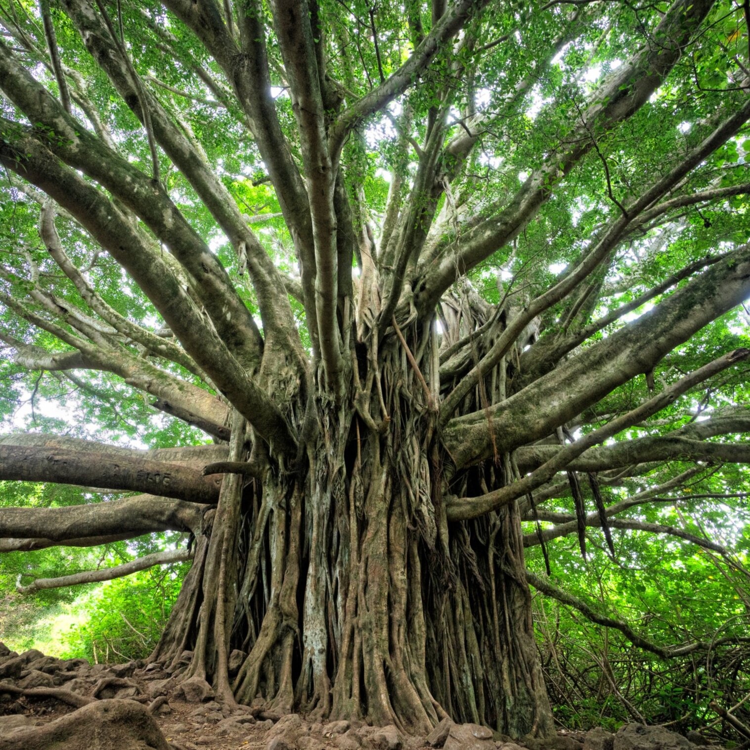 Monica Quarto - The art of saving mangroves, a key to combating climate change