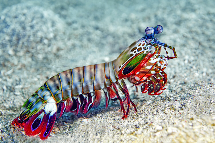 MangroveShrimp MangroveShrimp