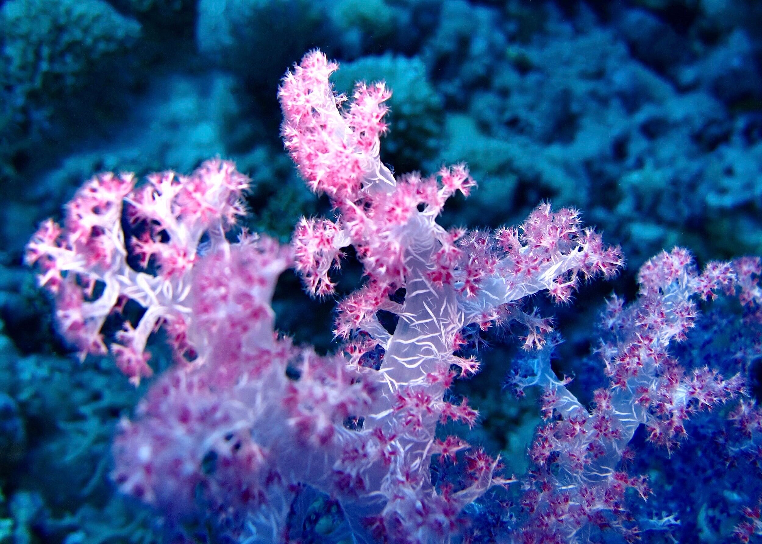 The overlooked economic value of US corals