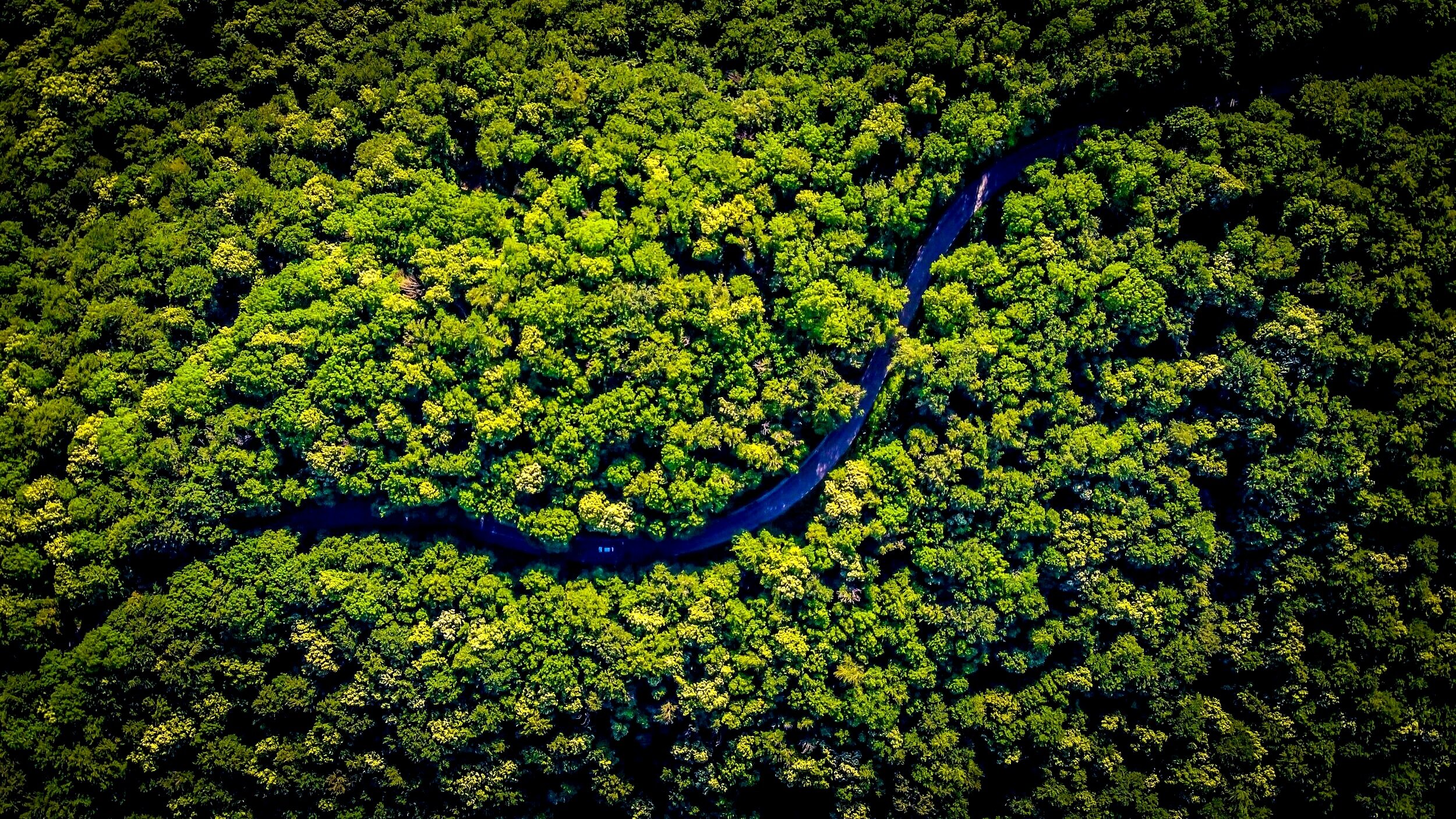 Brazilian invention boosts reforestation