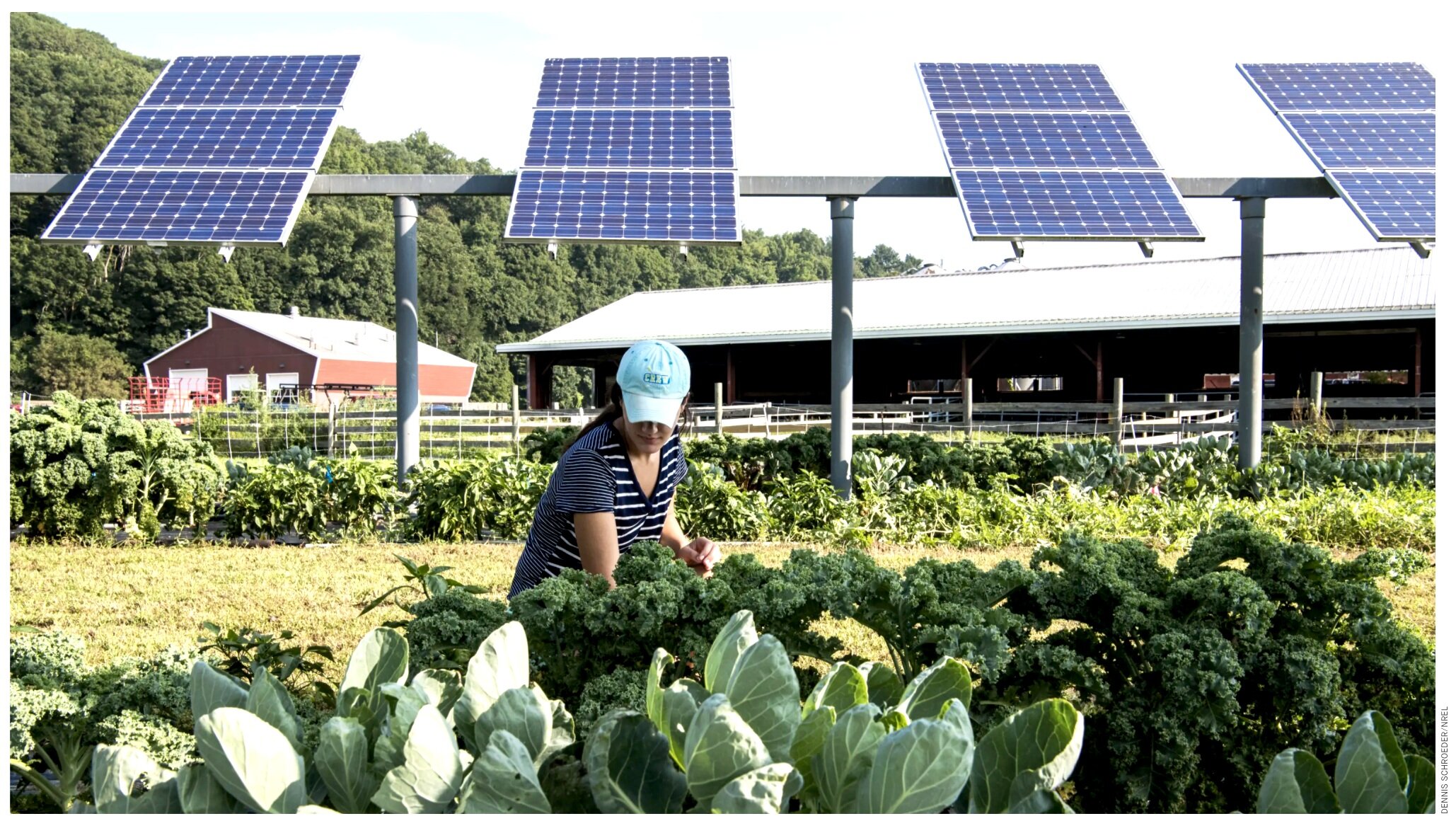 Agro-voltaic crops: vegetables growing in the shade of solar panels