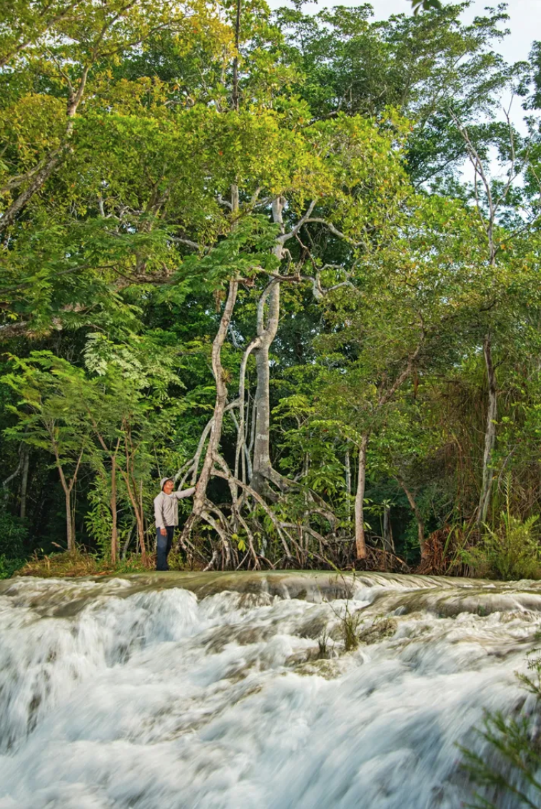 Mangroves far from the sea, the curious Mexican forest that surprised scientists