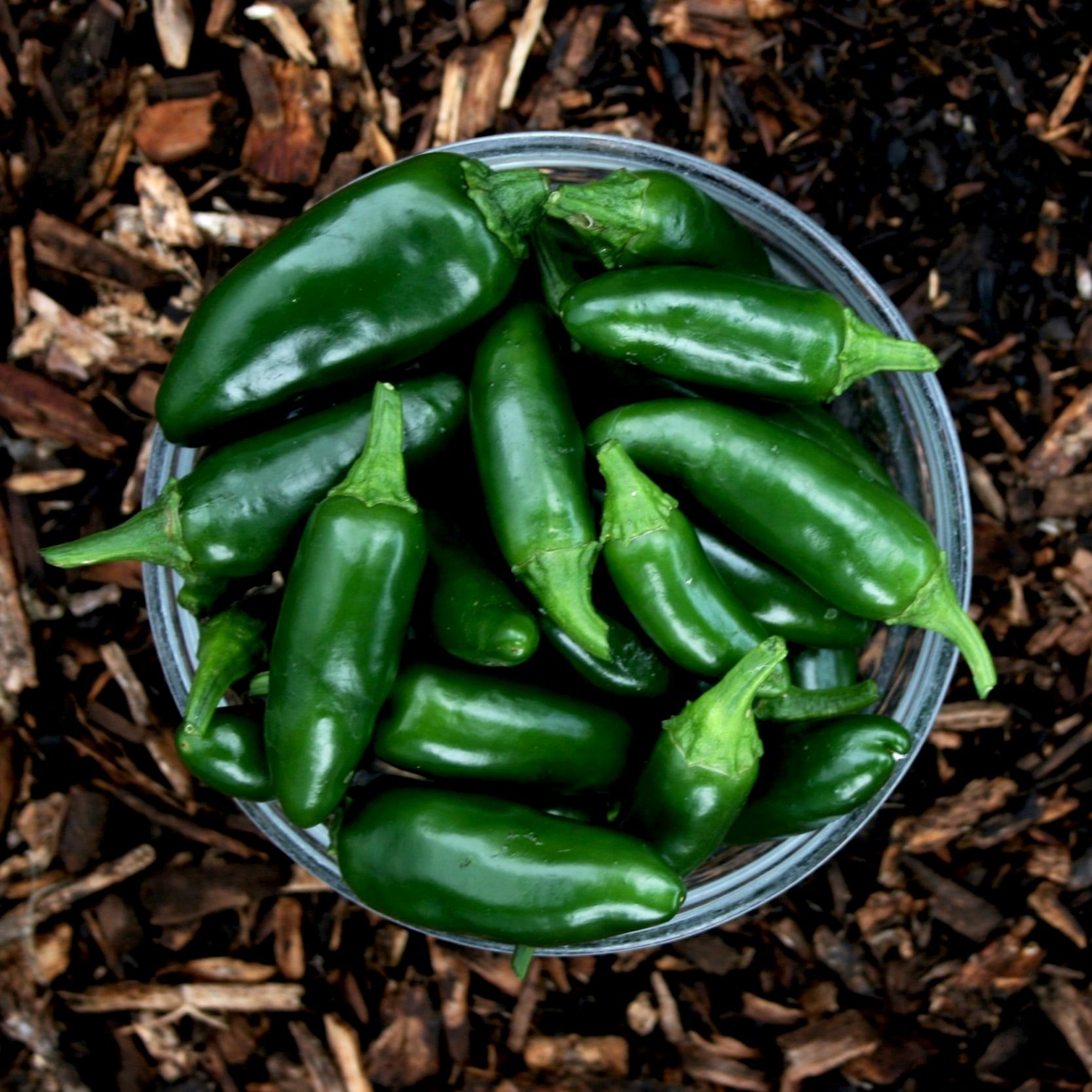 Scientists roast green chili peppers "in the sun": a recipe against climate change