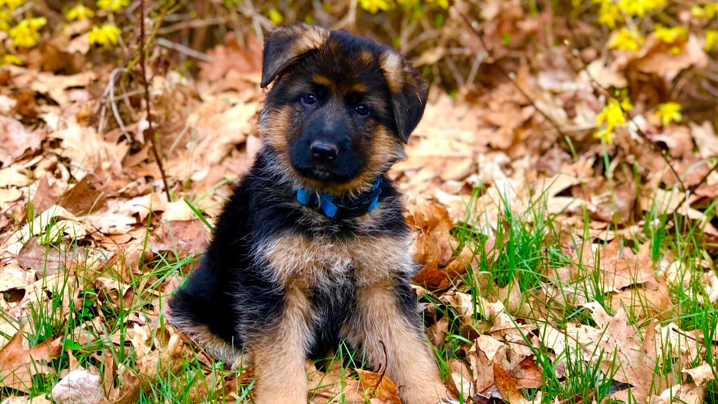 Aspen, a fond member of a previous litter.