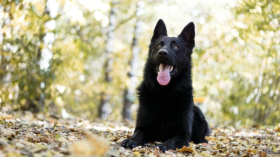 Black German Shepherds are coveted by many, and for a good reason