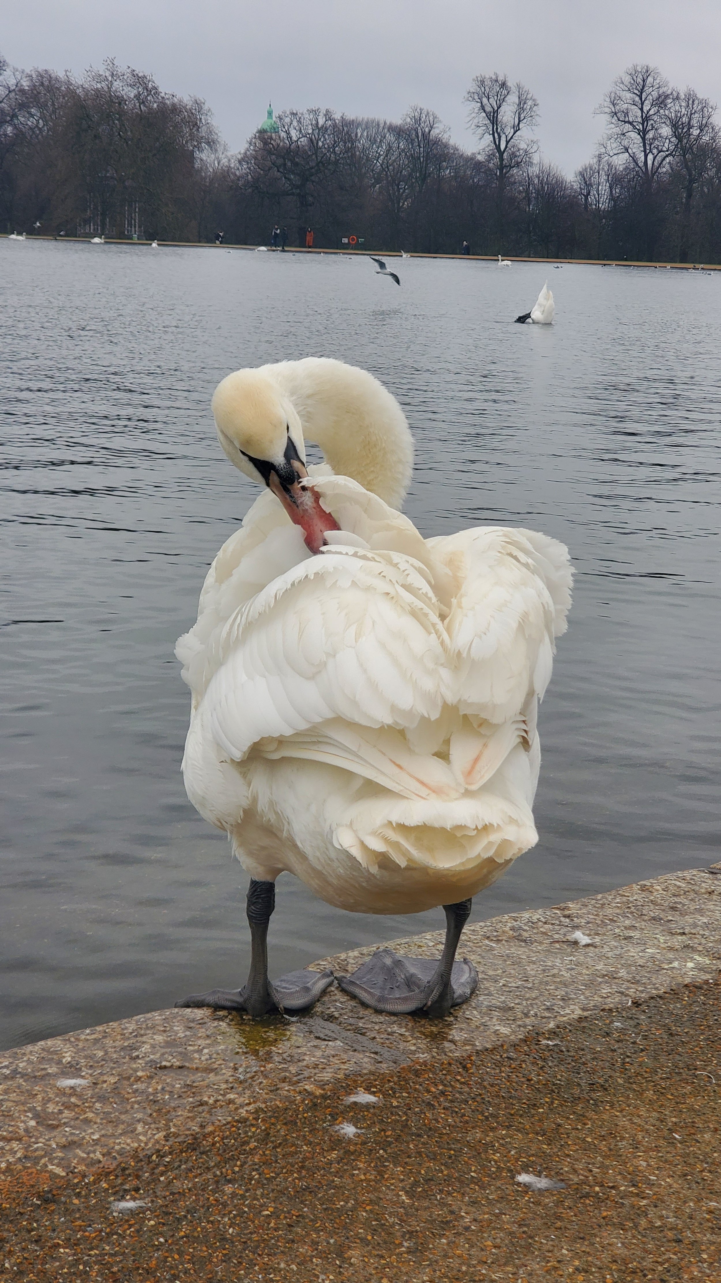 London Swan.jpg