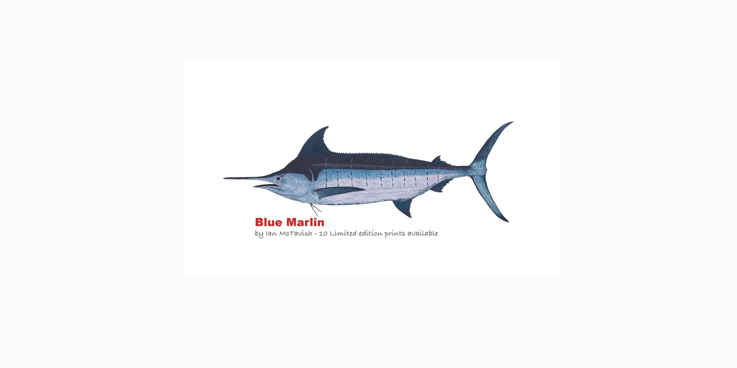 Blue Marlin  #6.jpg