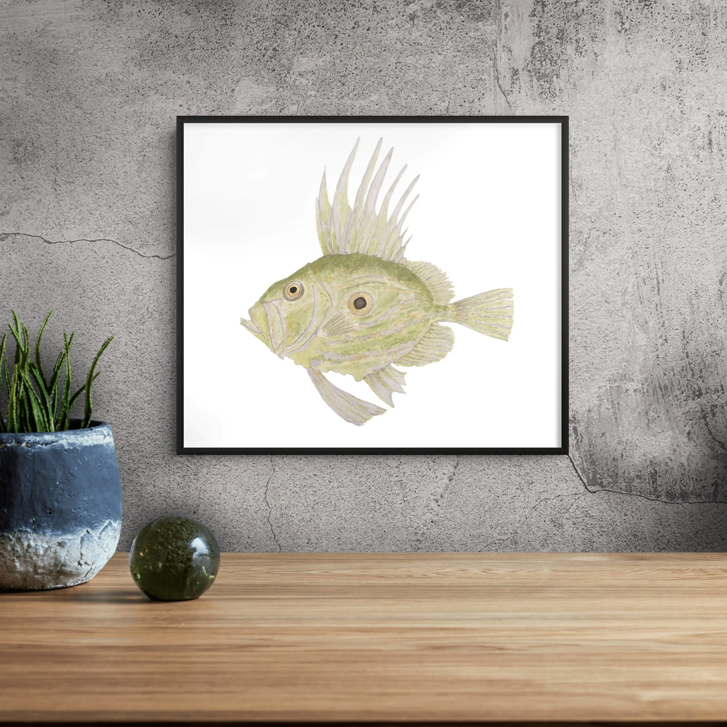 John Dory 'JD'