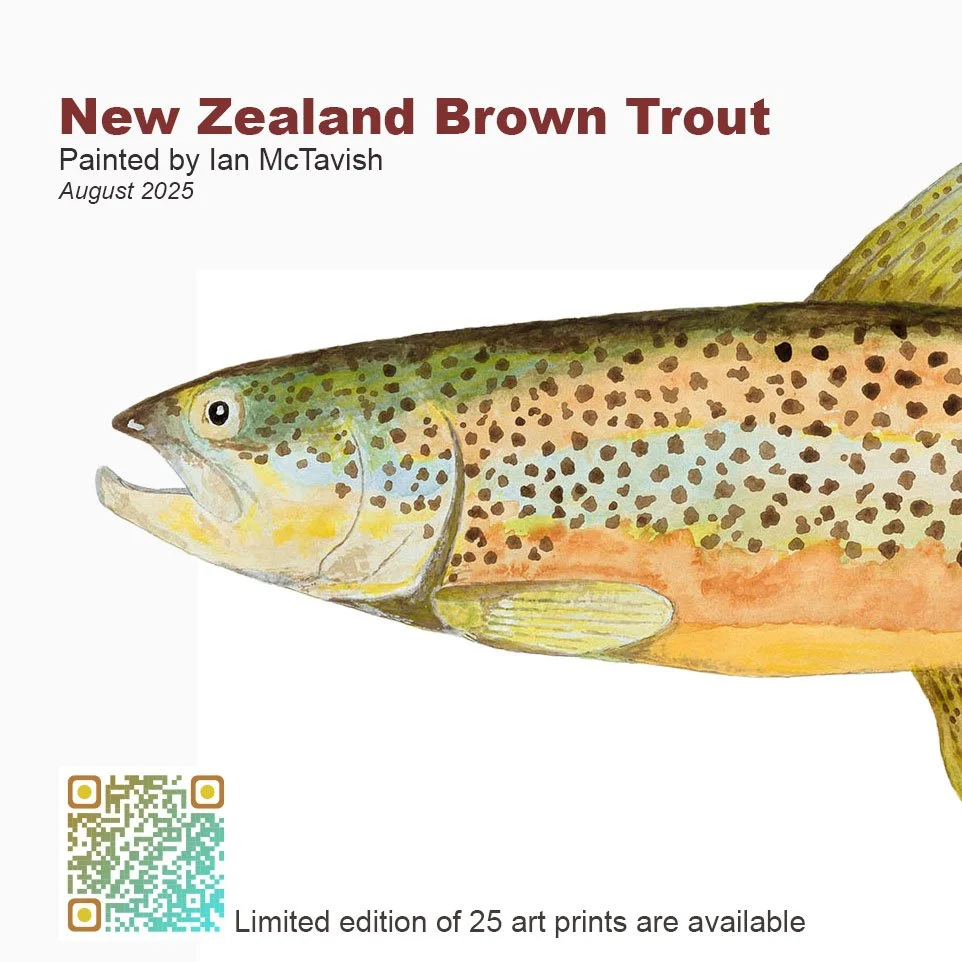 Brown Trout #1.jpg