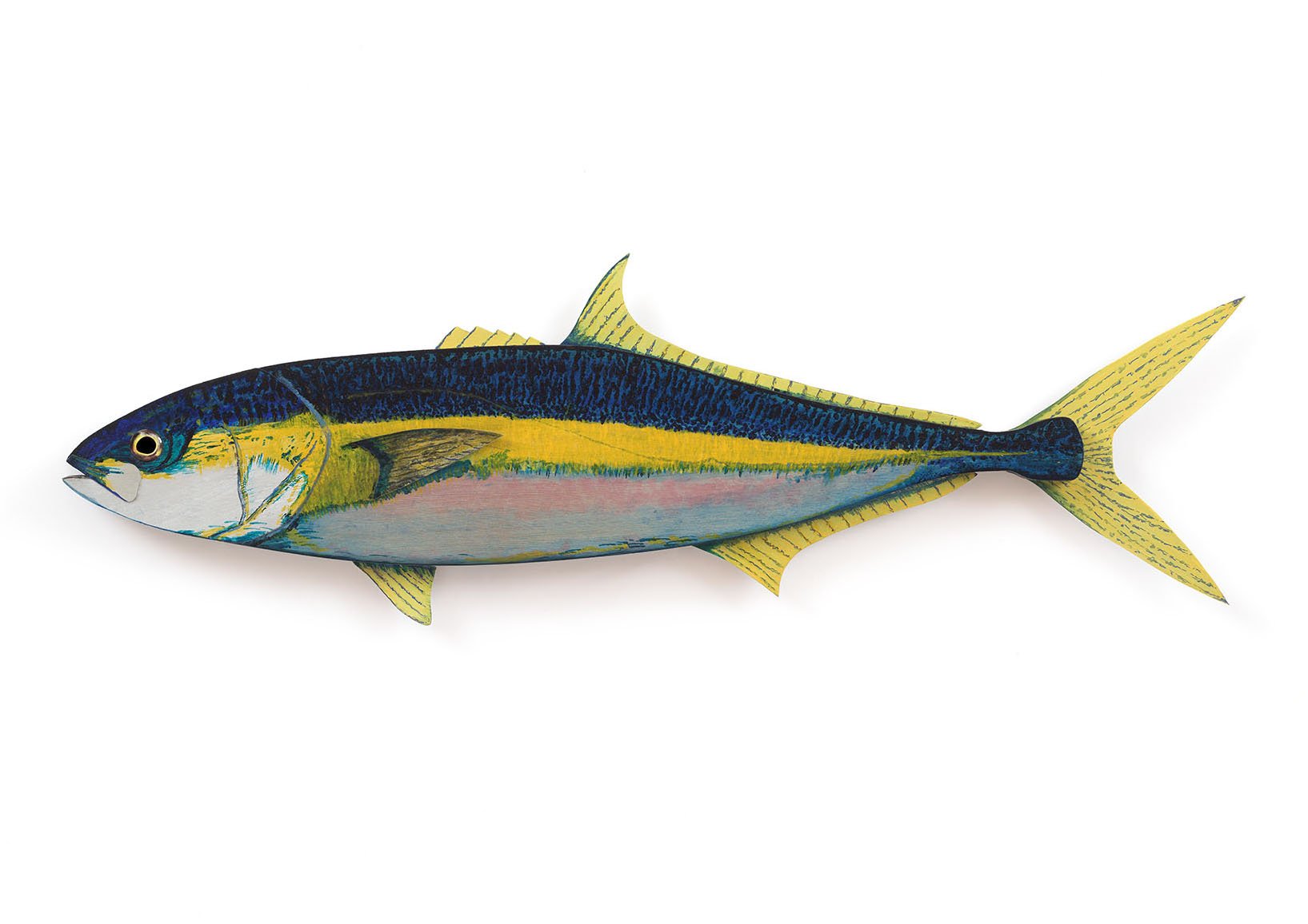 Yellow Tail Kingfish-web copy.jpg