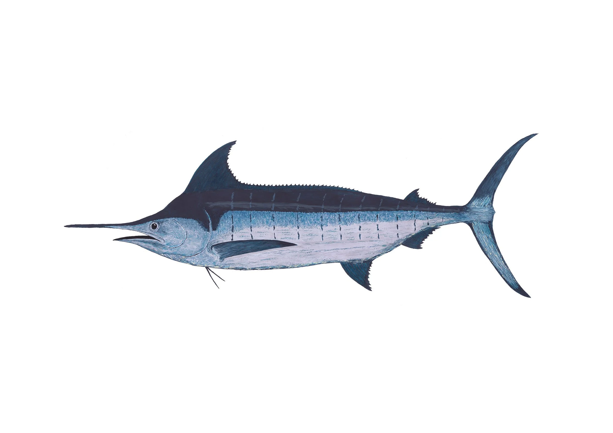 Blue Marlinb - Clear.jpg