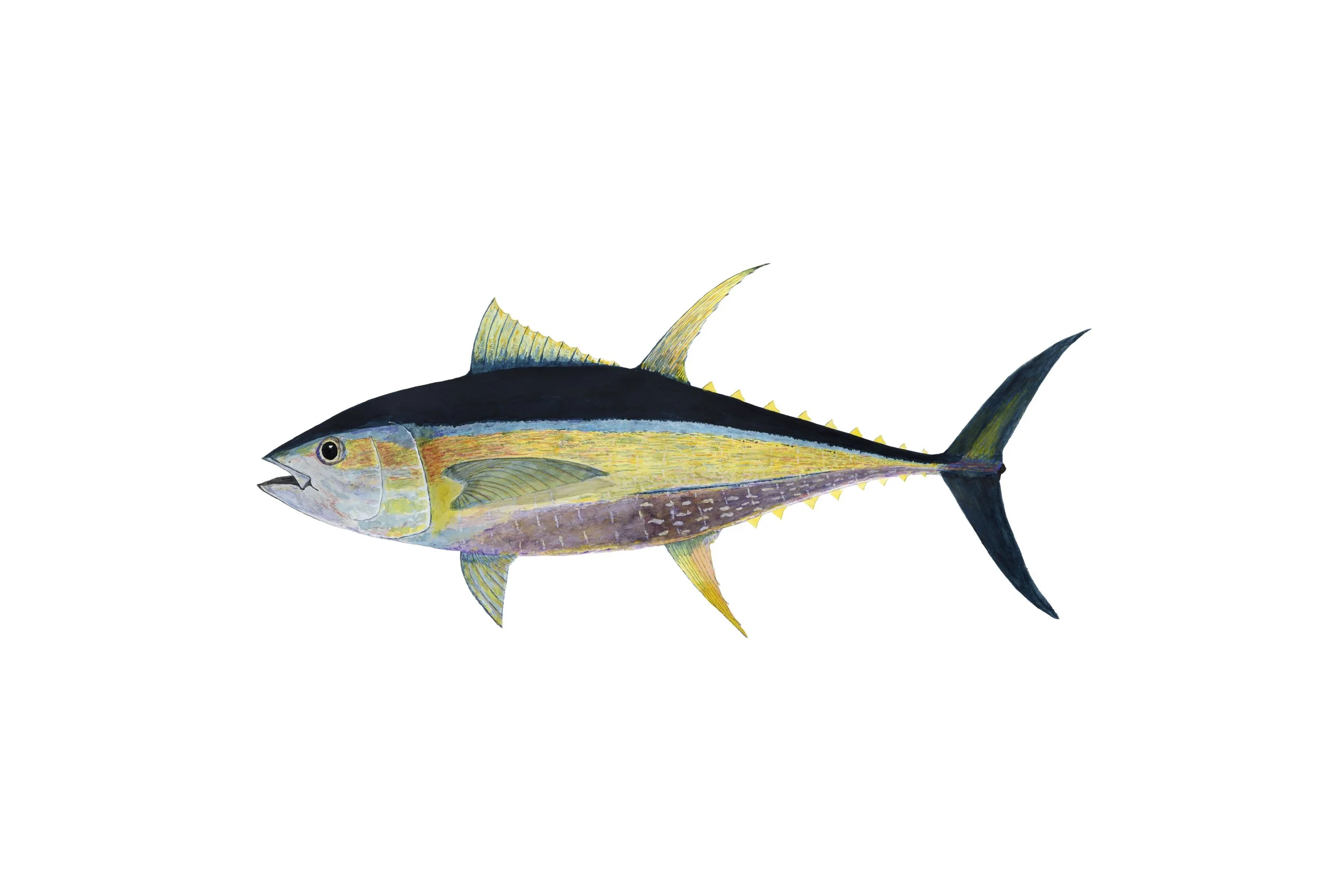 Yellowfin Tuna