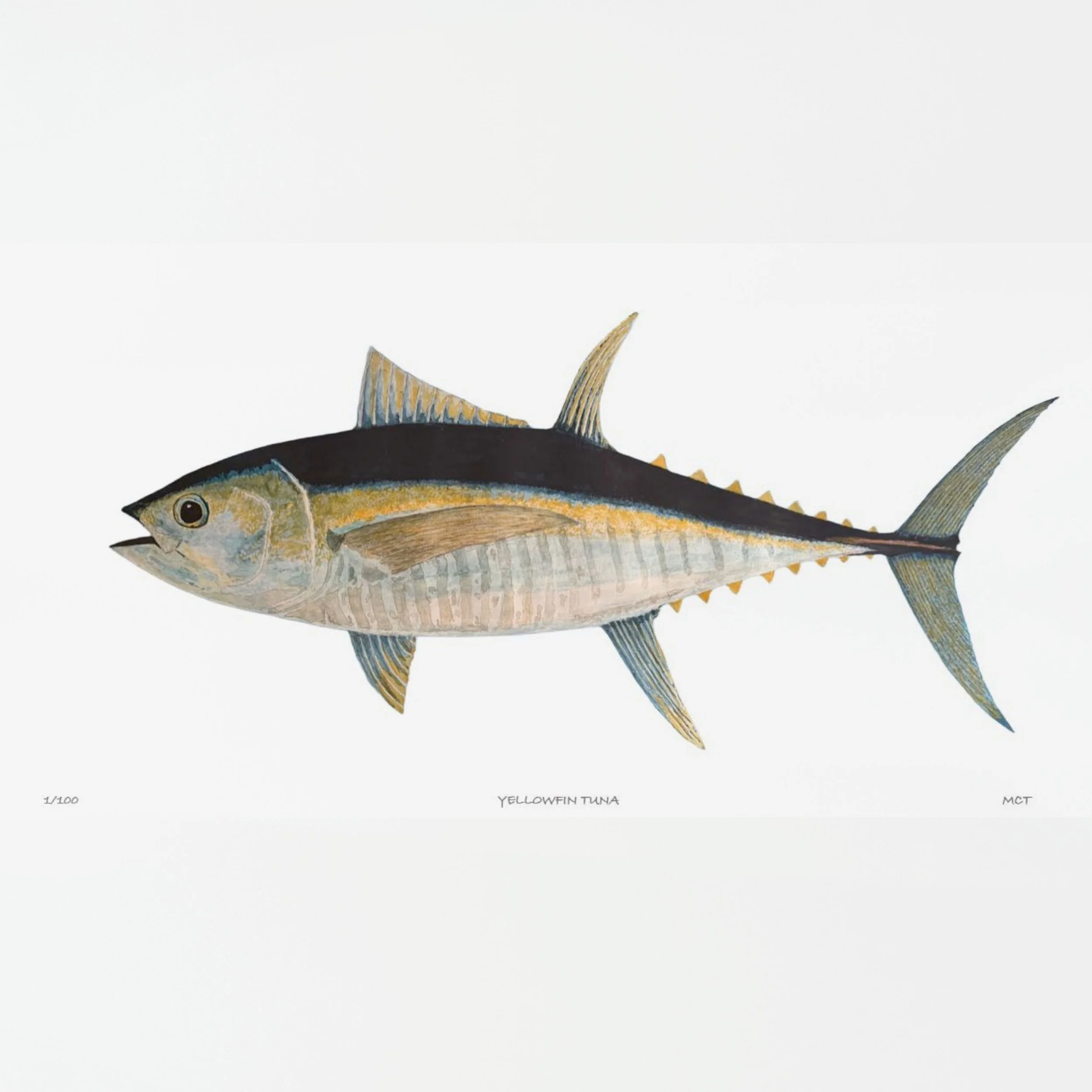 yellowfin tuna #1 - website #2-custom.jpg