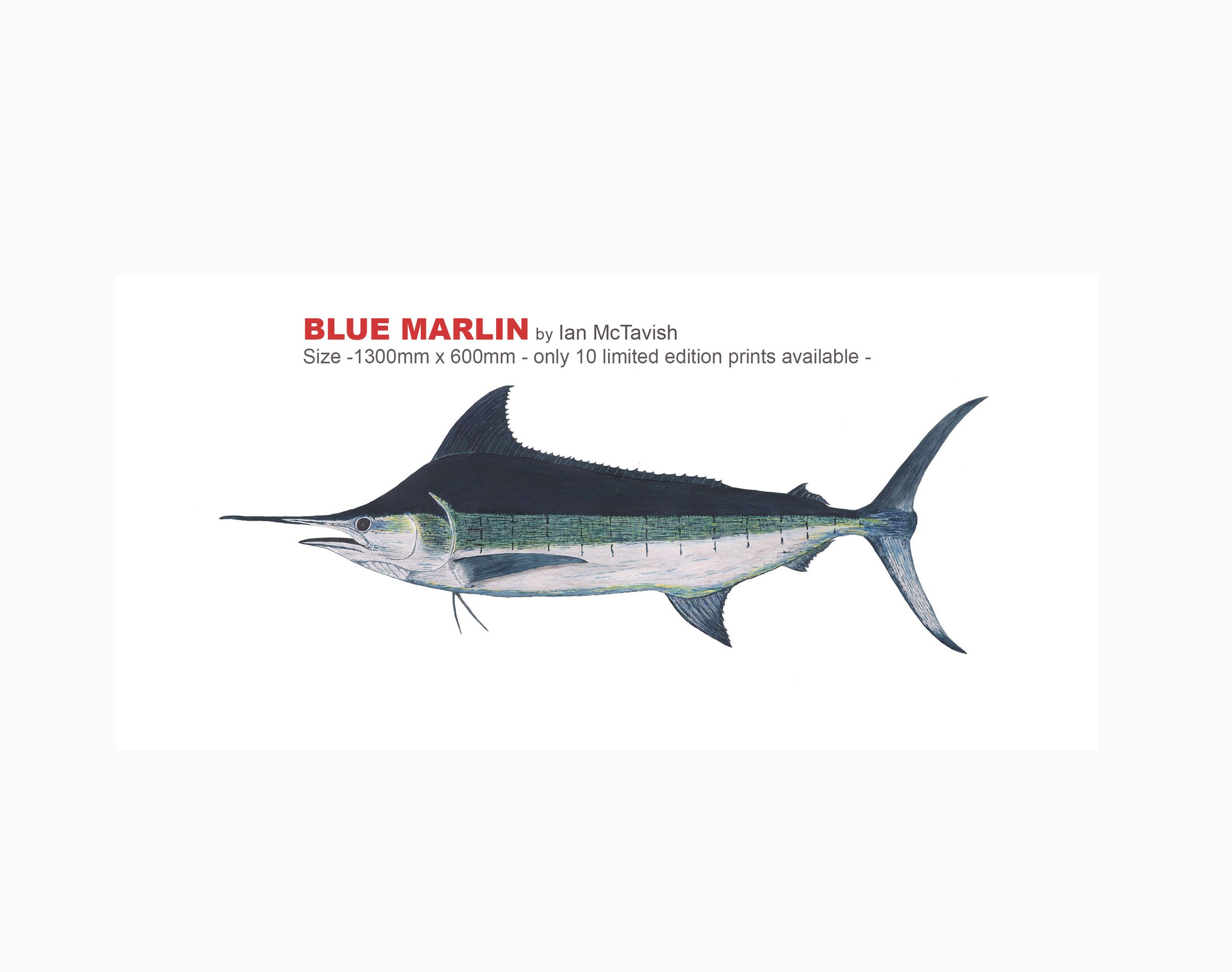 Blue Marlin