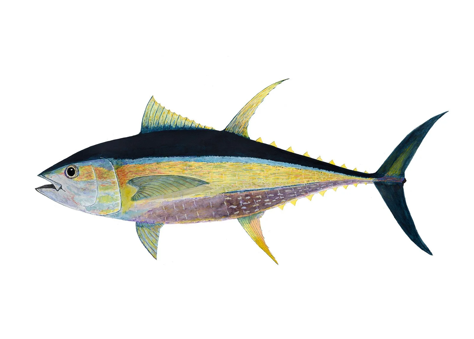 Yellowfin Tuna