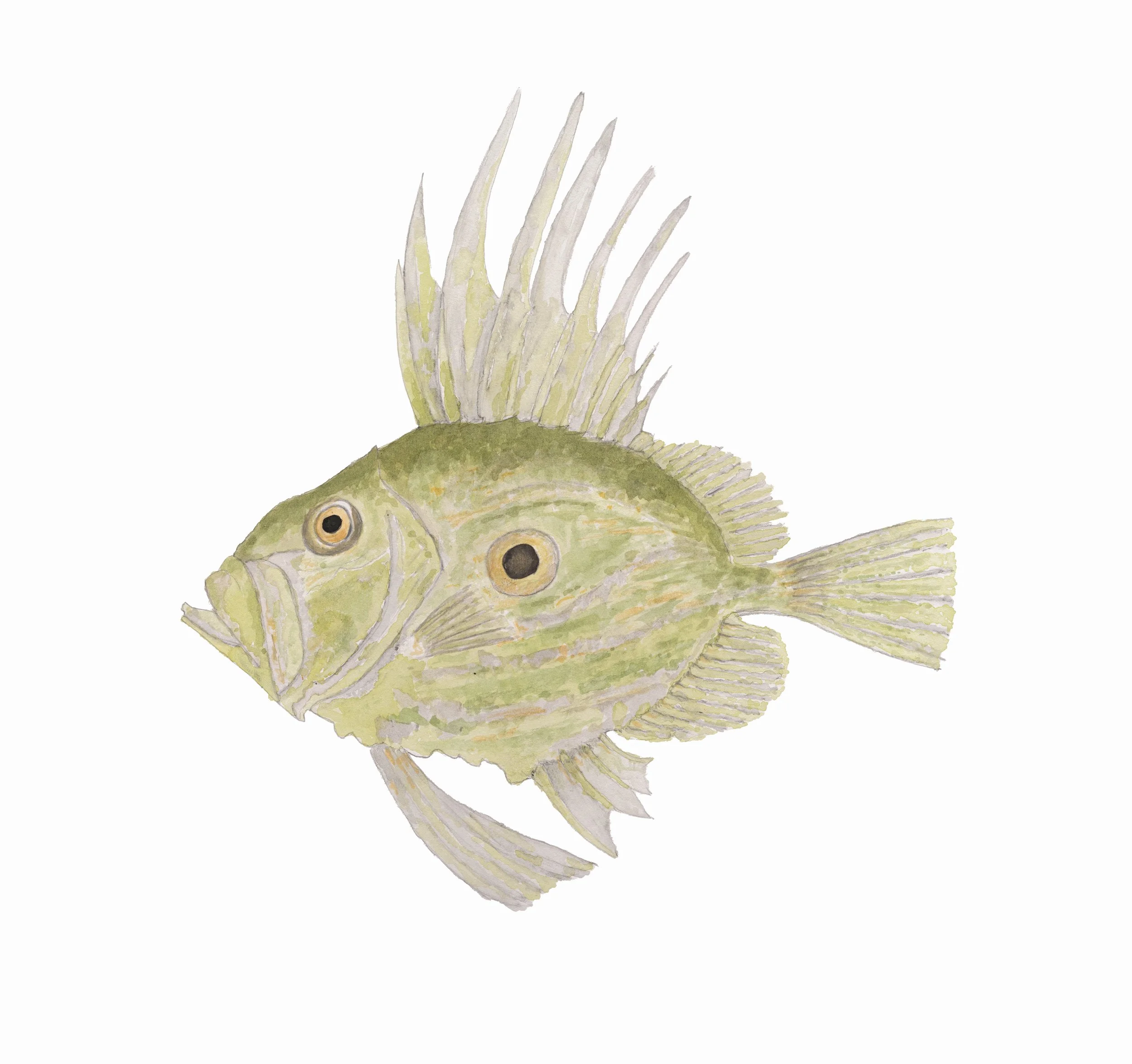 John Dory - 'JD'