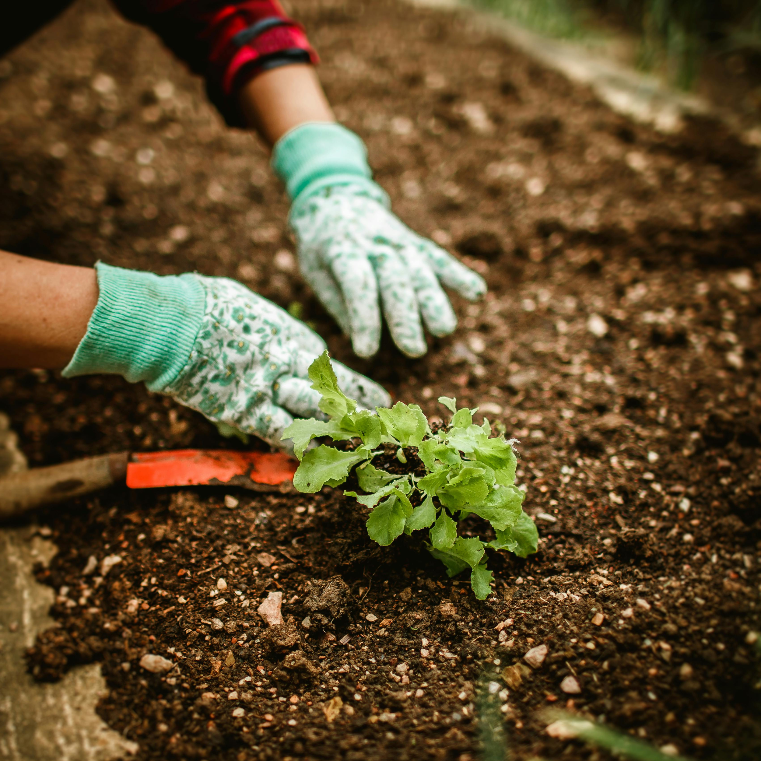 Jardinage au Carrefour – Rempoter nos plantes