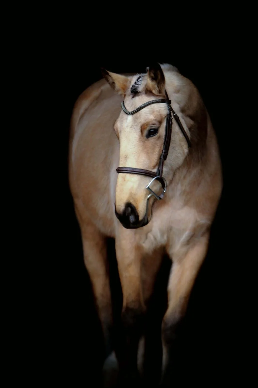 Rio's Pandora Box (2022 CWHBA Mare)