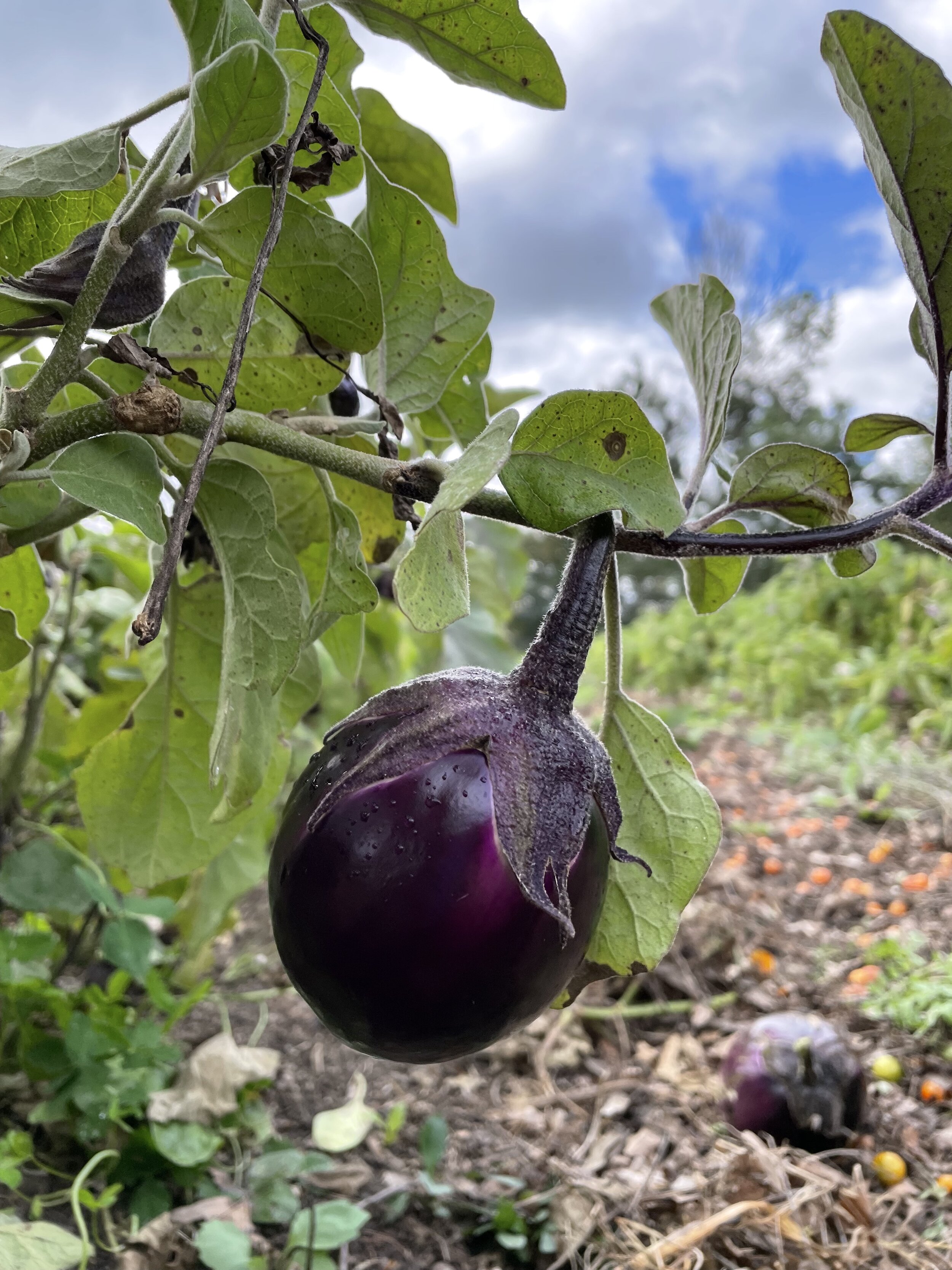 Eggplant 2021.jpg