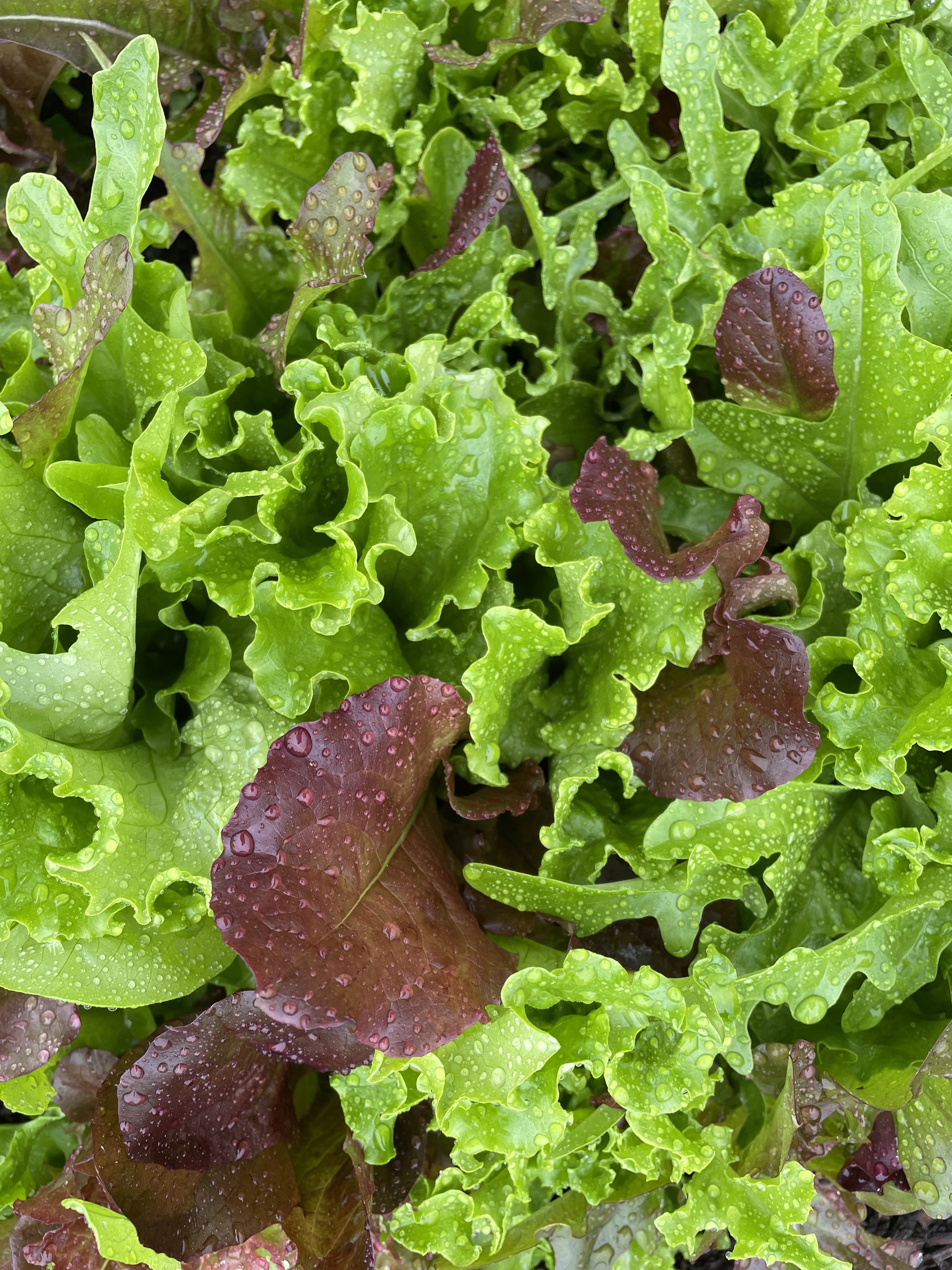 Salad Greens 6.22.jpg