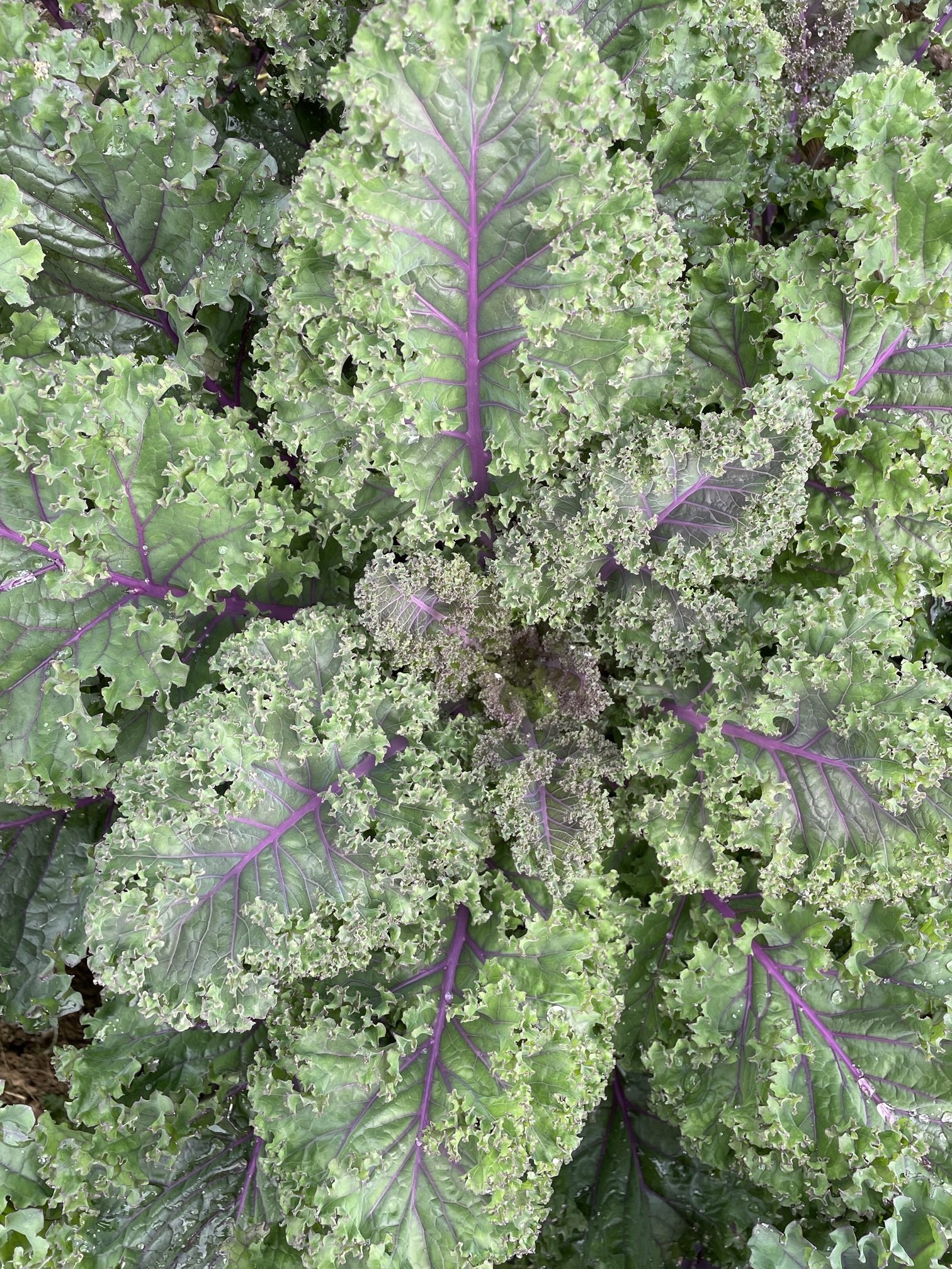 purple kale 22.jpg