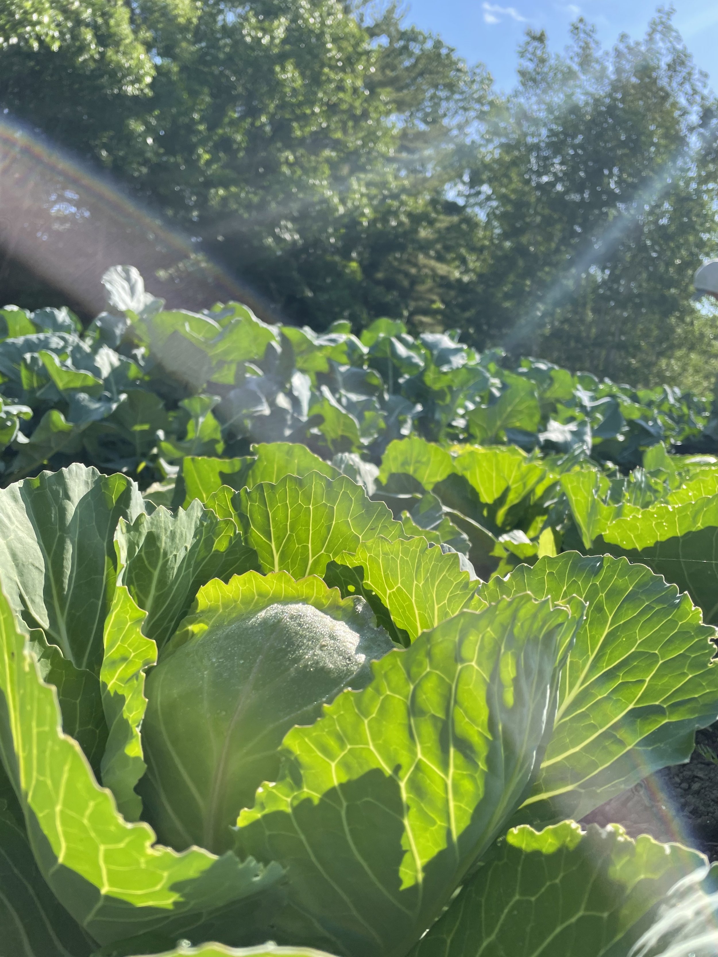 cabbage field 22.jpg