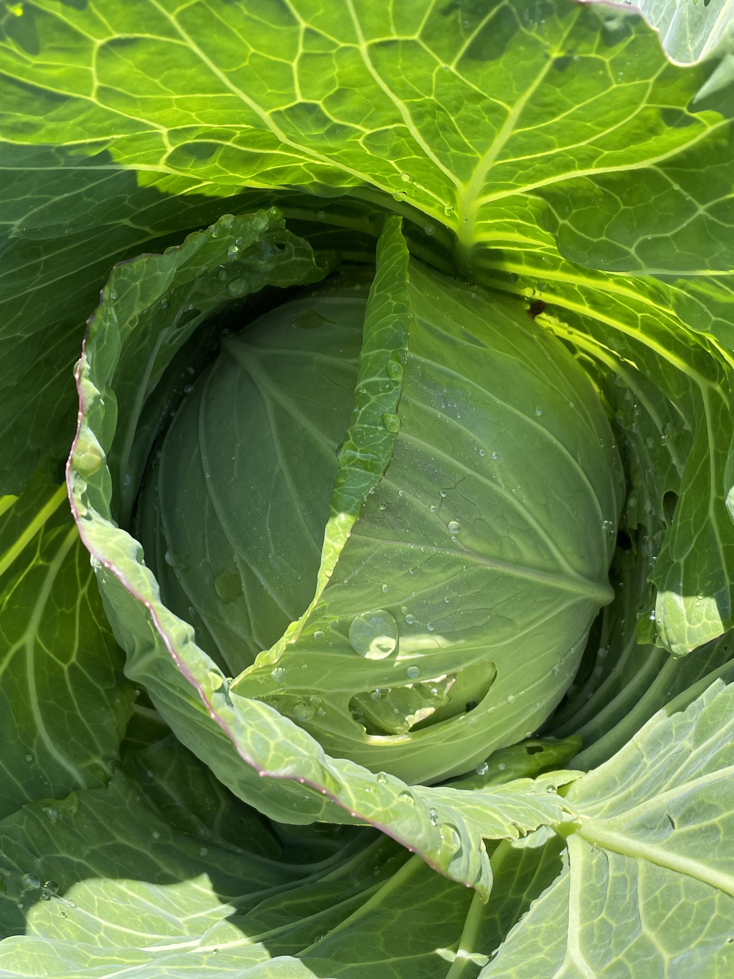 cabbage head 22.jpg
