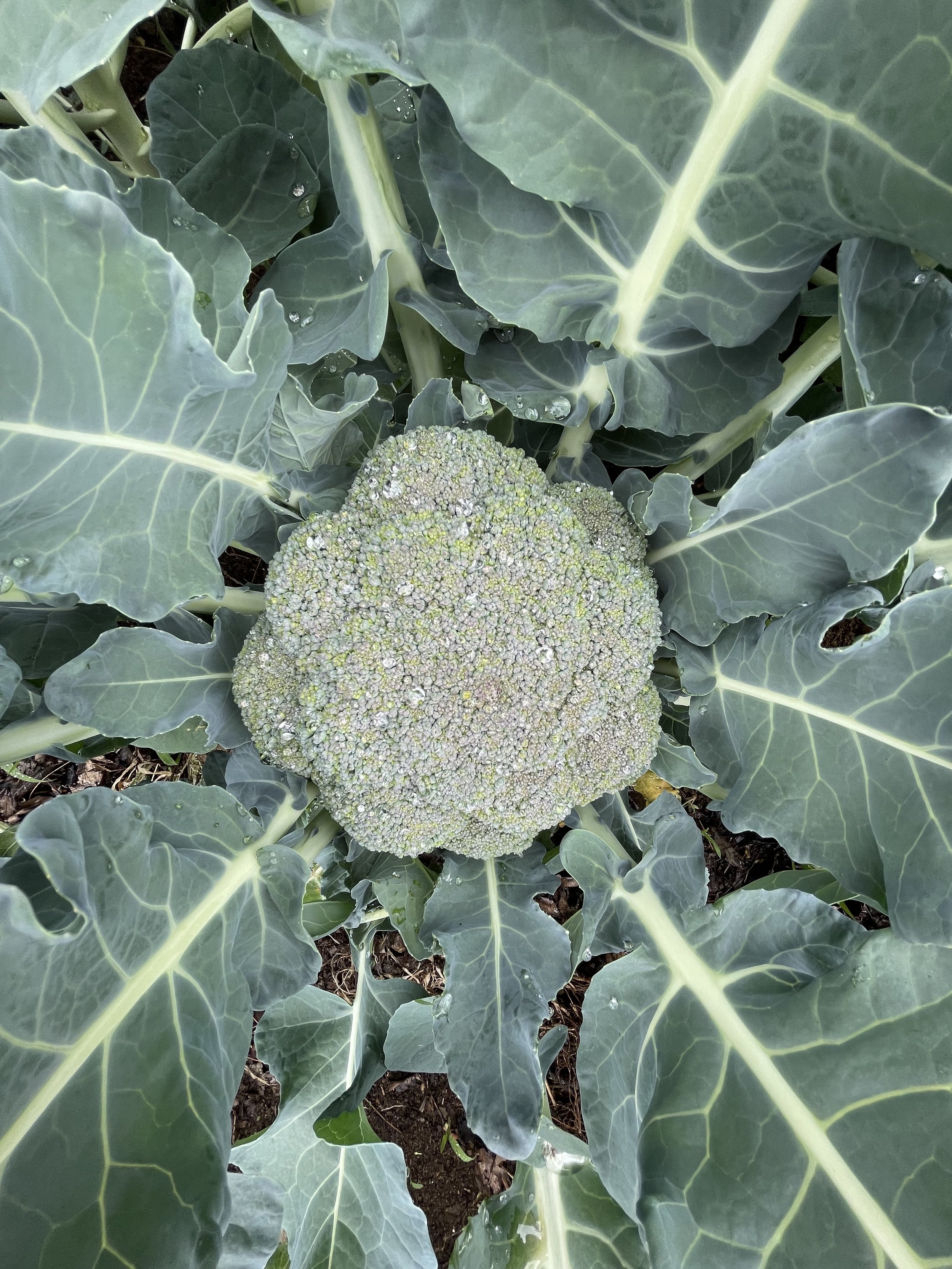 Broccoli 22.jpg