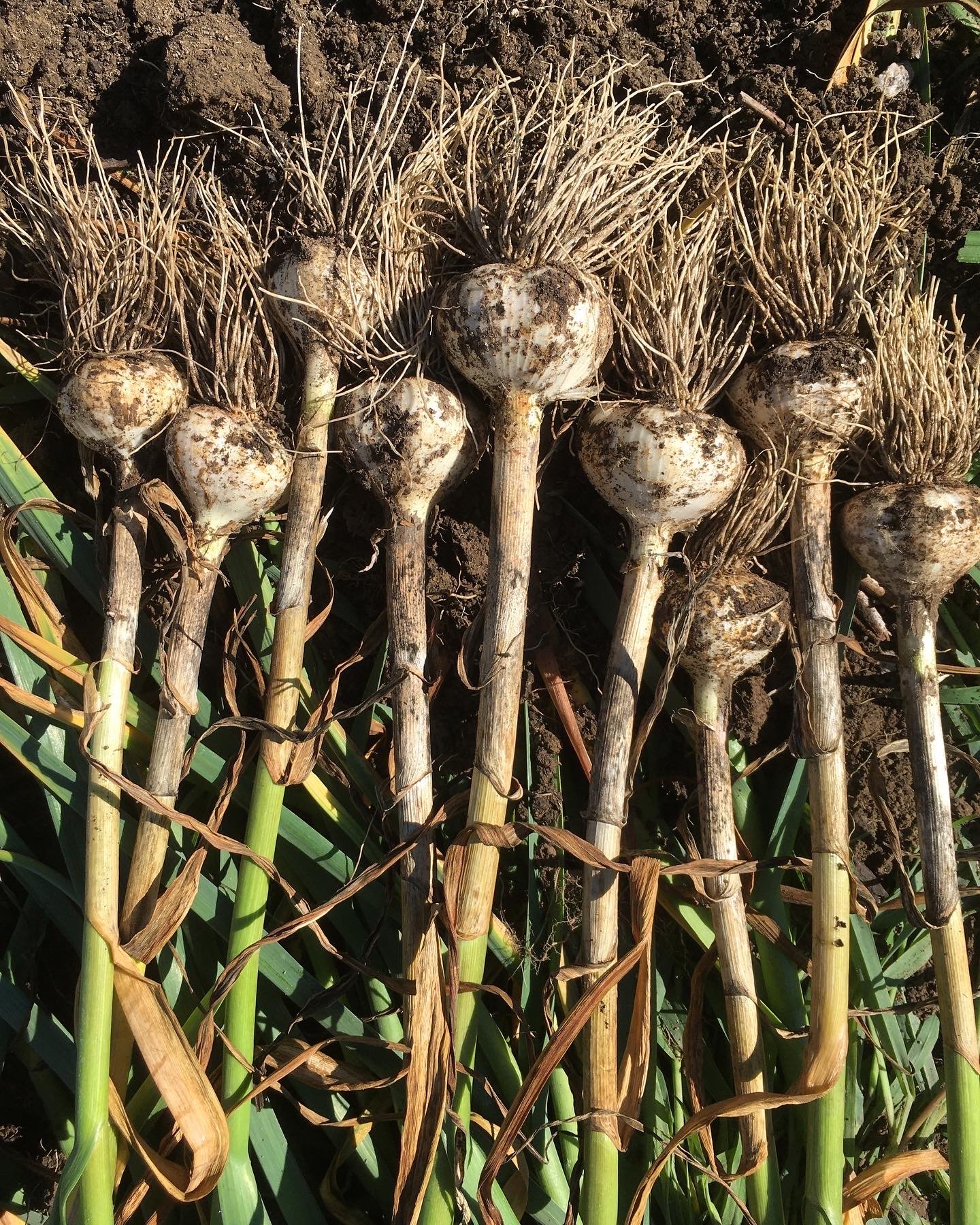 Garlic Bulbs 22.jpg