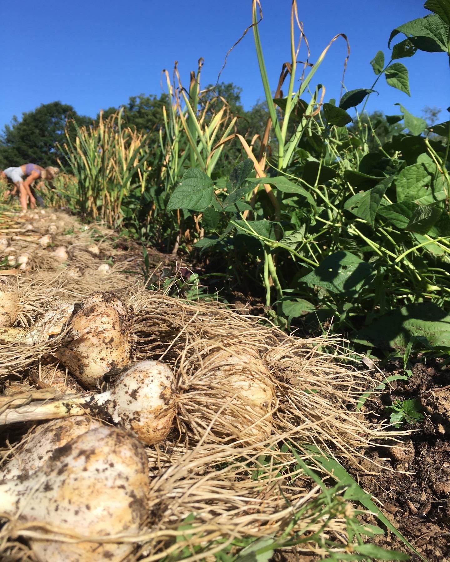 Garlic Harvest 22.jpg