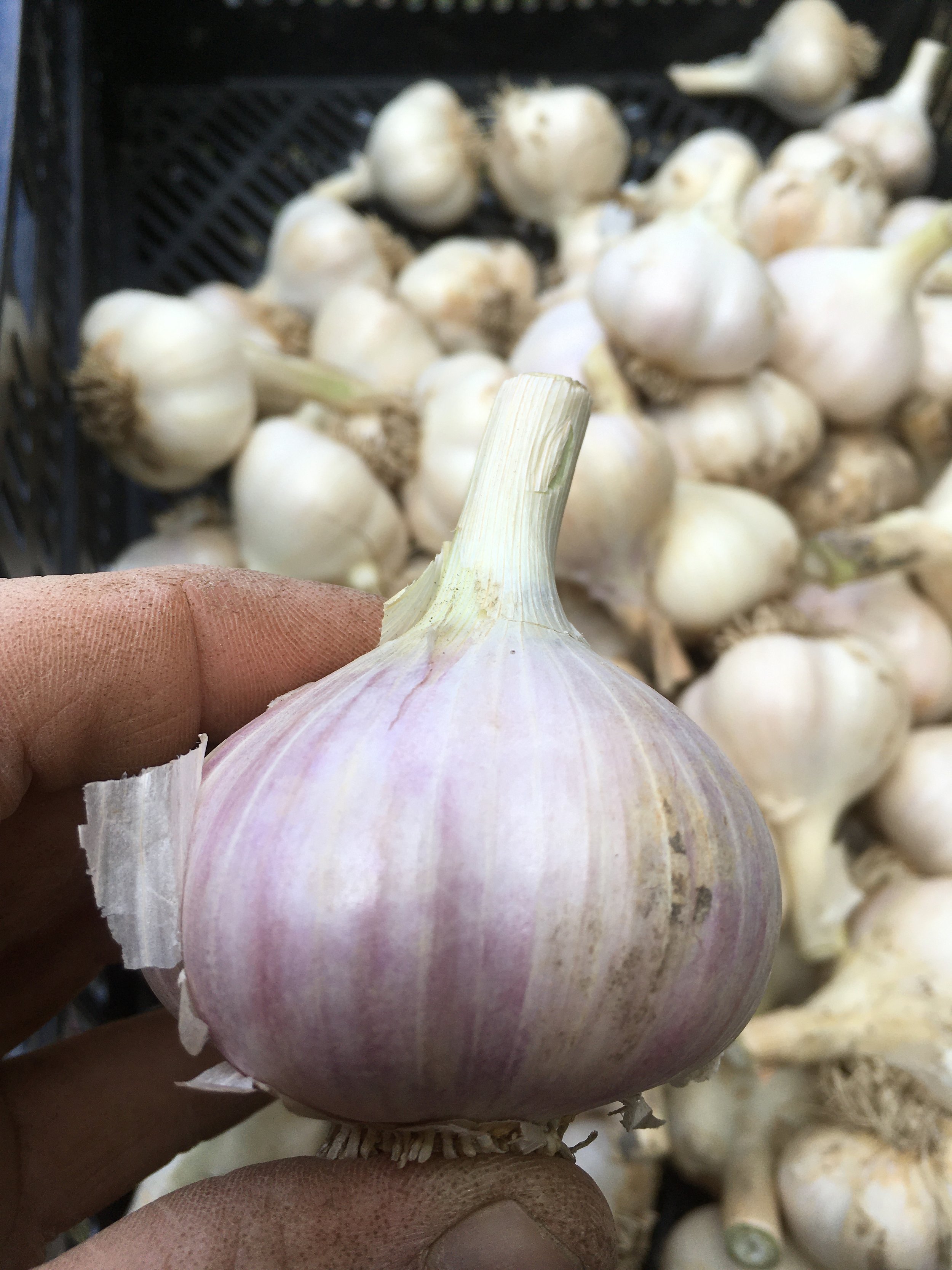 Garlic bulb harvest 22.jpg