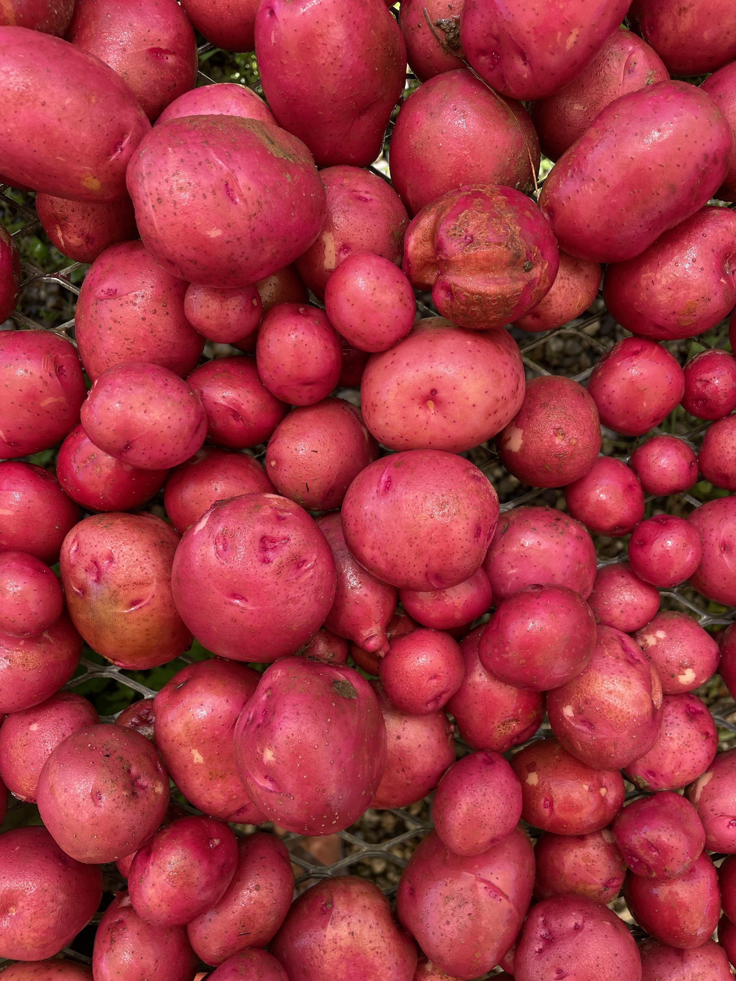 Red Potatoes 22.jpg