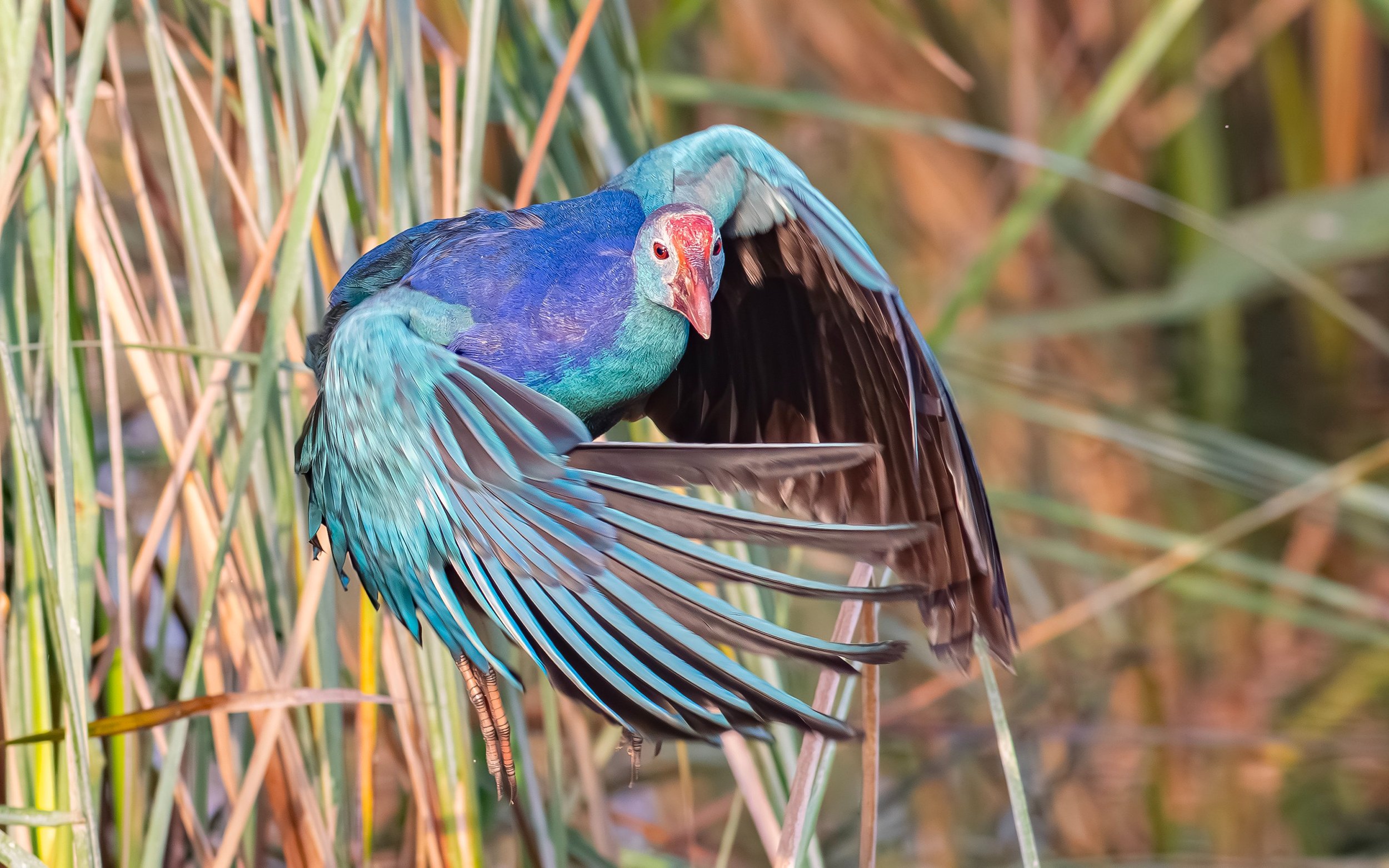 Porphyrio poliocephalus