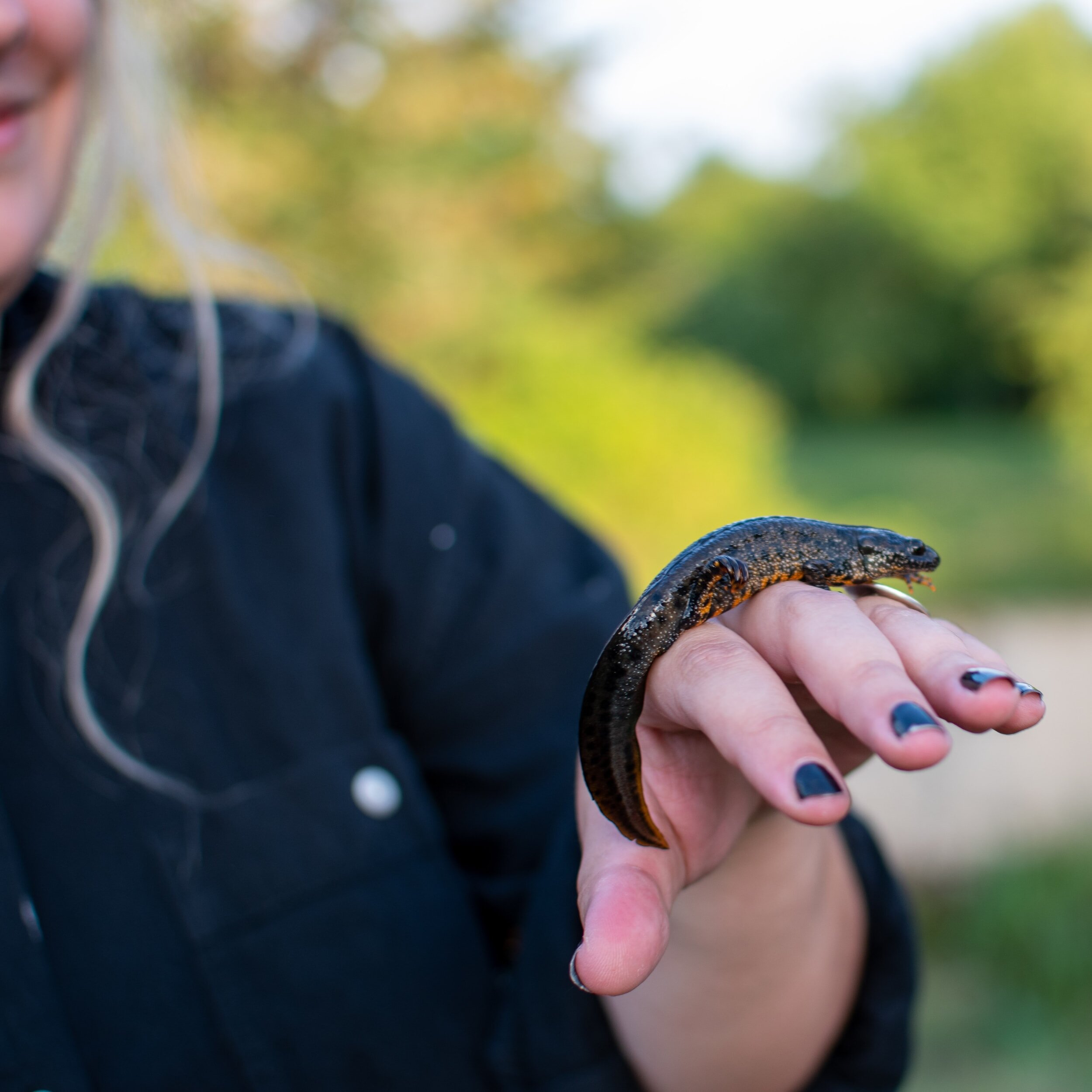 Triturus