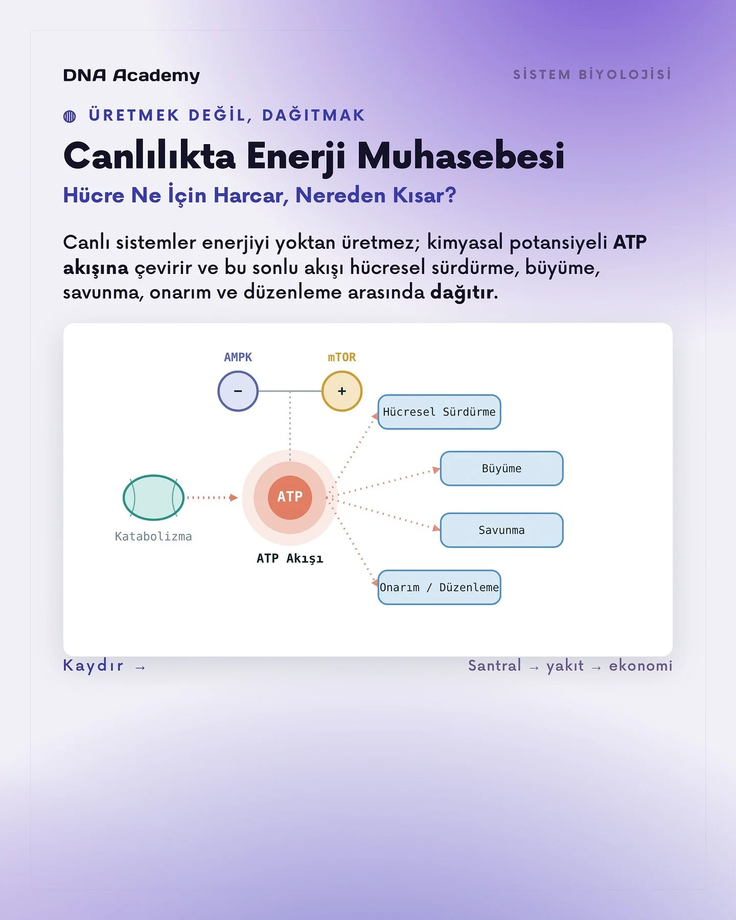 Canlılıkta Enerji Muhasebesi.

Canlı sistemler enerjiyi yoktan &uuml;retmez; kimyasal potansiyeli ATP akışına &ccedil;evirir ve bu sınırlı akışı h&uuml;cresel s&uuml;rd&uuml;rme, b&uuml;y&uuml;me, savunma, onarım ve d&uuml;zenleme arasında dağıtır.

