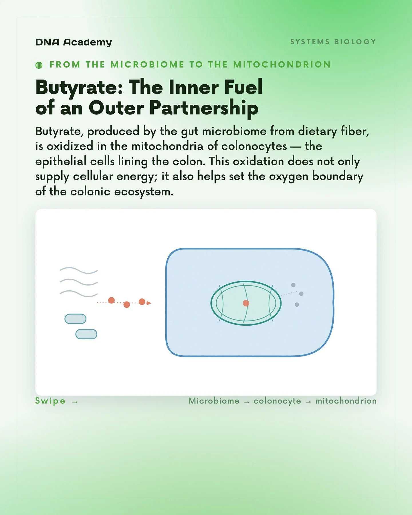 Butyrate: the inner fuel of an outer partnership.

Produced by the gut microbiome from dietary fiber, butyrate is taken up by colonocytes &mdash; the epithelial cells lining the colon &mdash; and oxidized in their mitochondria.

This is not merely AT