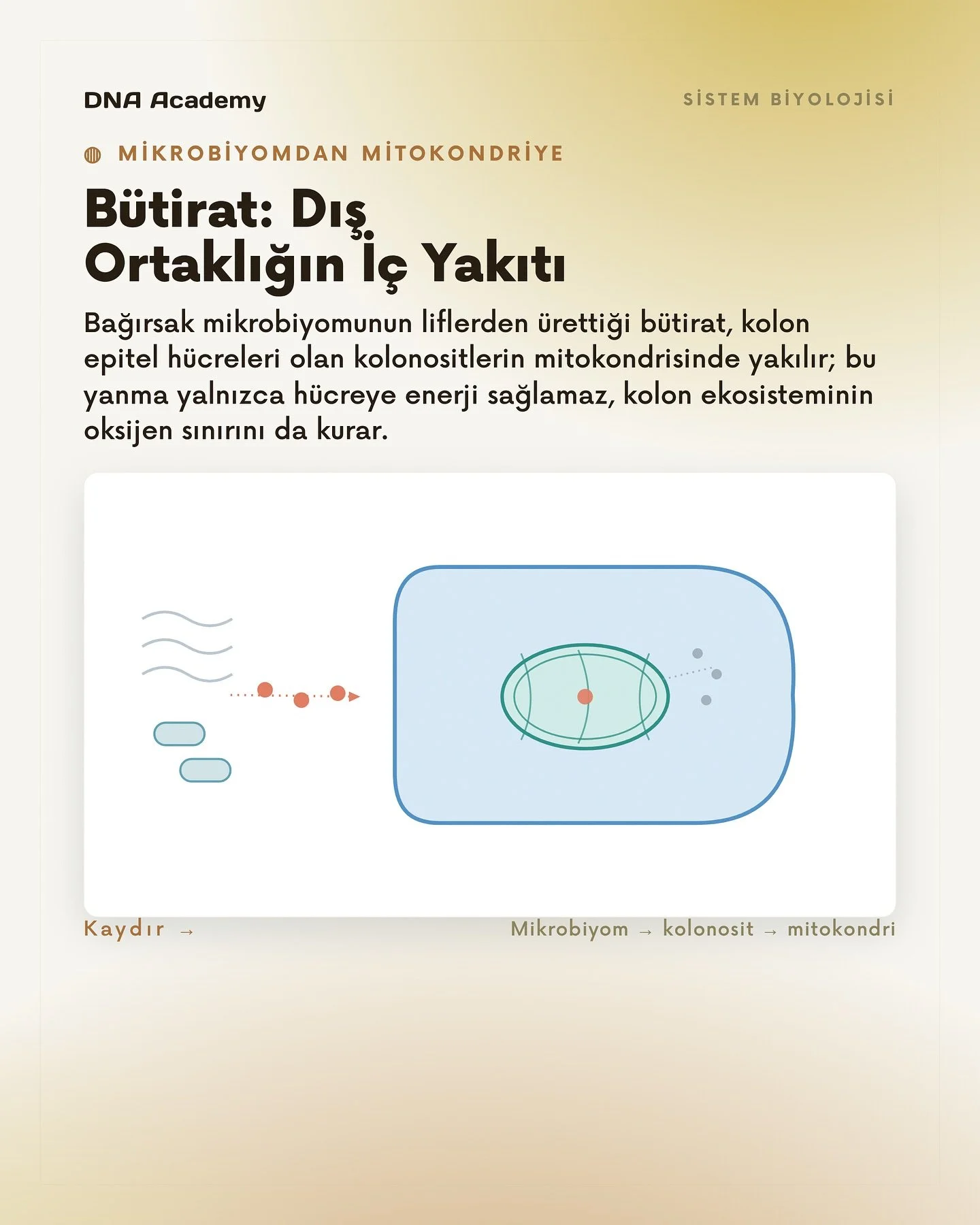 B&uuml;tirat: Dış ortaklığın i&ccedil; yakıtı.

Bağırsak mikrobiyomunun lif fermentasyonundan doğan b&uuml;tirat, kolon epitel h&uuml;creleri olan kolonositlerin mitokondrisinde okside edilir.

Bu d&ouml;n&uuml;ş&uuml;m yalnızca ATP &uuml;retimi deği