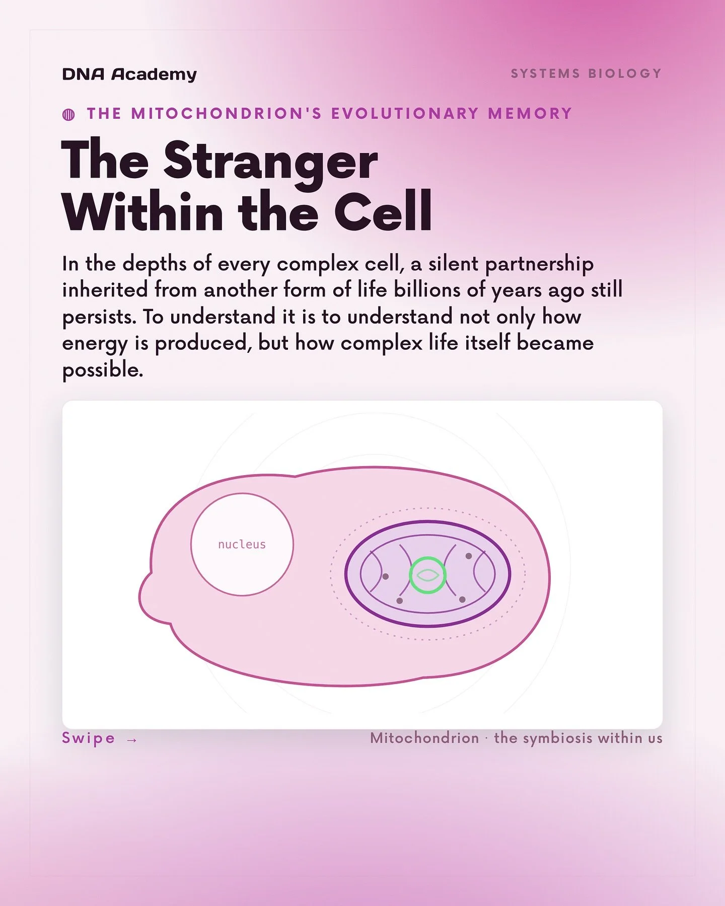 The stranger within the cell: the mitochondrion.

Today, we often describe mitochondria through the metaphor of the &ldquo;powerhouse of the cell.&rdquo;
But that metaphor captures only a small part of the story.

Mitochondria do not merely produce A