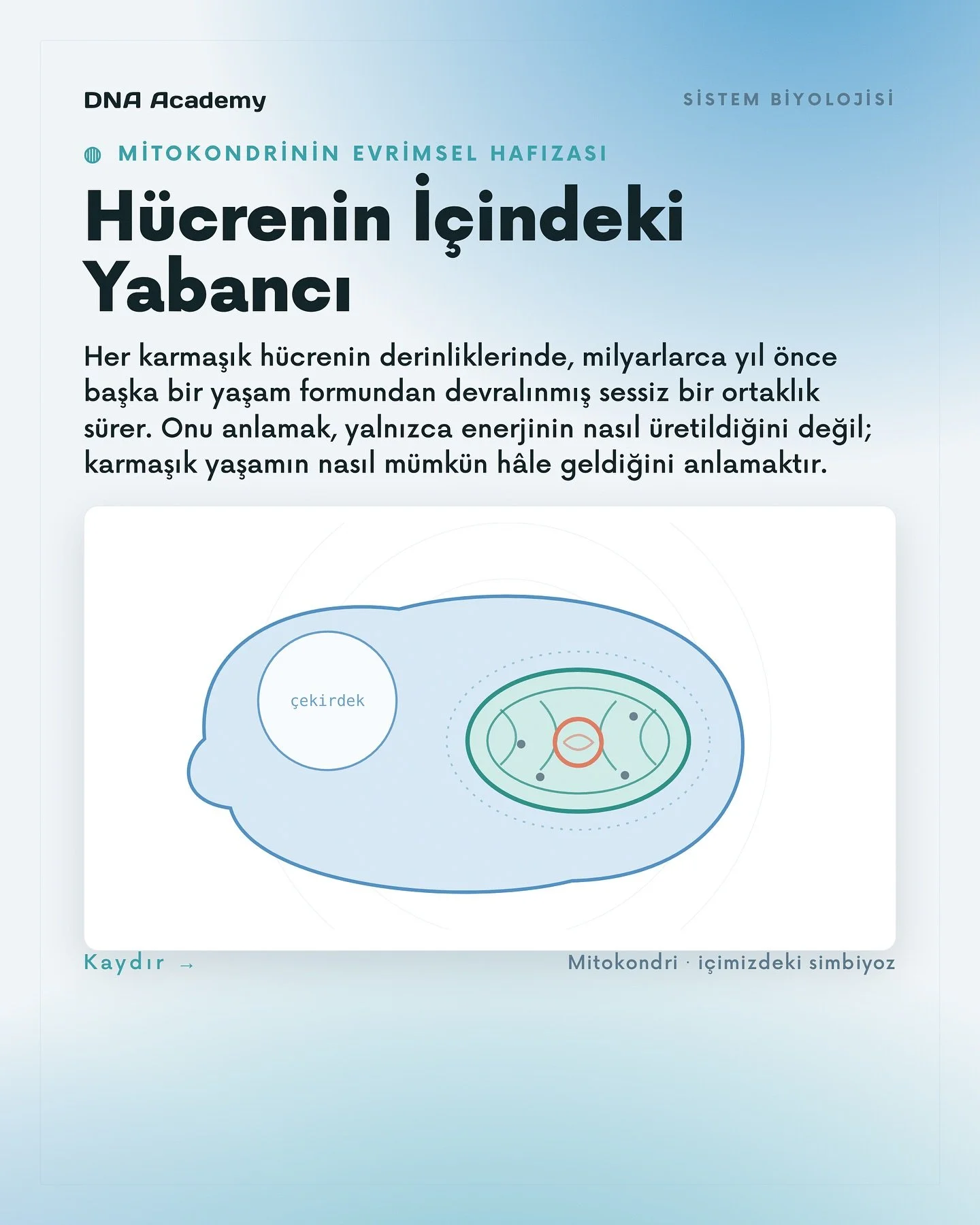 H&uuml;crenin i&ccedil;indeki yabancı: mitokondri.

Bug&uuml;n mitokondriyi &ccedil;oğu zaman &ldquo;enerji santrali&rdquo; metaforuyla anlatıyoruz.
Ama bu metafor, hikayenin yalnızca k&uuml;&ccedil;&uuml;k bir b&ouml;l&uuml;m&uuml;n&uuml; g&ouml;ste