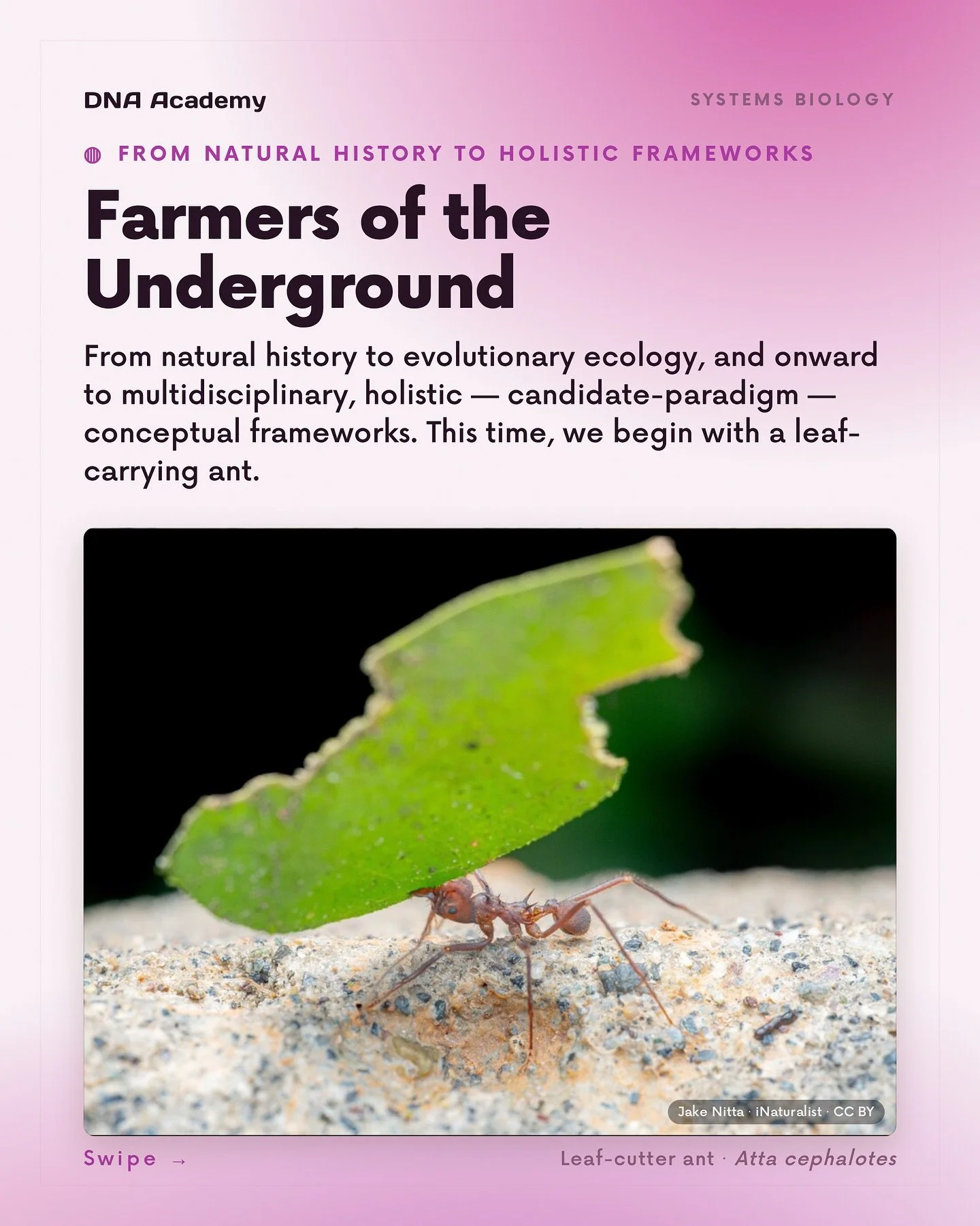 The concept of the "individual" in nature is a much more permeable boundary than we assume. 🧬🦠🍃🐜

In the pitch darkness of the underground, a massive agricultural ecosystem that has been operating flawlessly for nearly 50 million years 