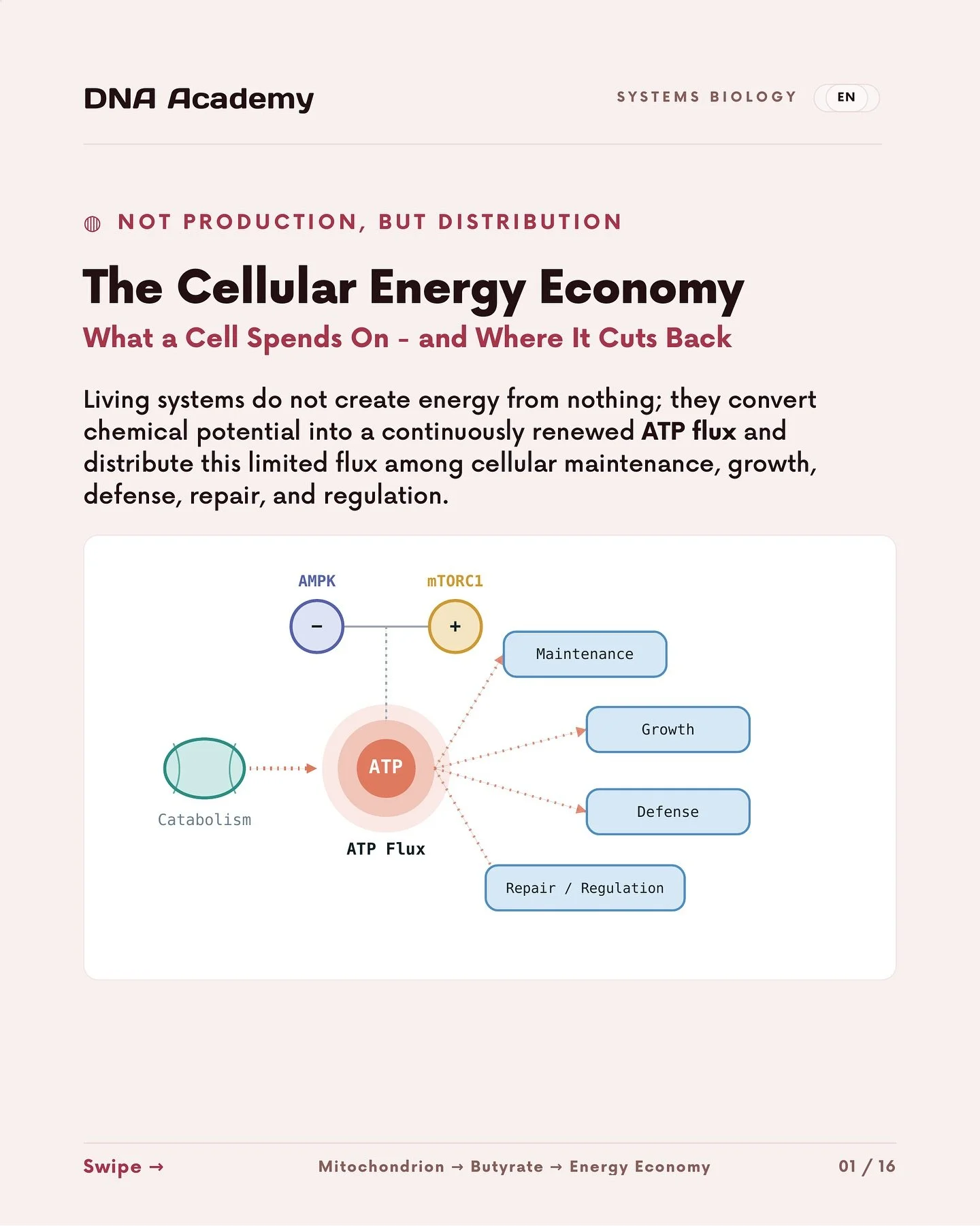 🧬 Energy Accounting in Living Systems

Living systems do not create energy from nothing. They convert chemical potential into a continuously renewed ATP flux and distribute this finite capacity among cellular maintenance, growth, defense, repair, an