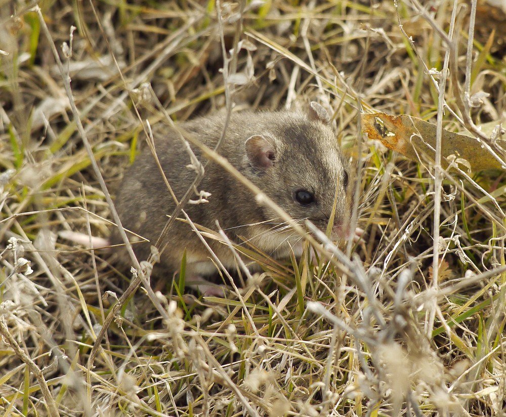 Cricetulus_migratorius_31004833.jpeg