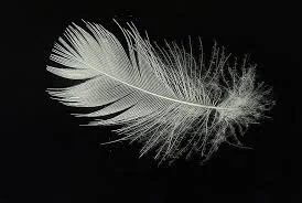 Featherbed Fatherbed