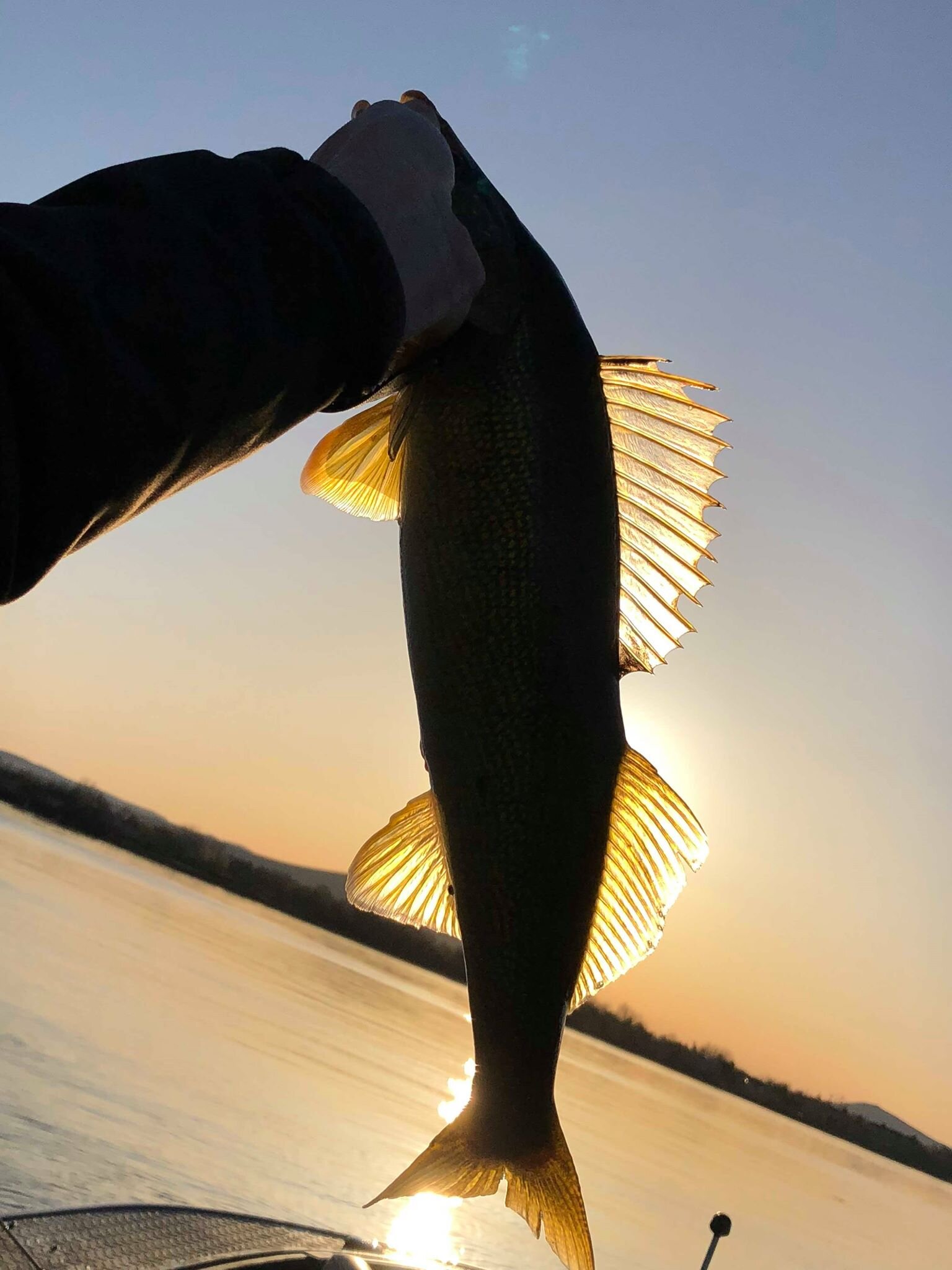 walleyeguide.jpg