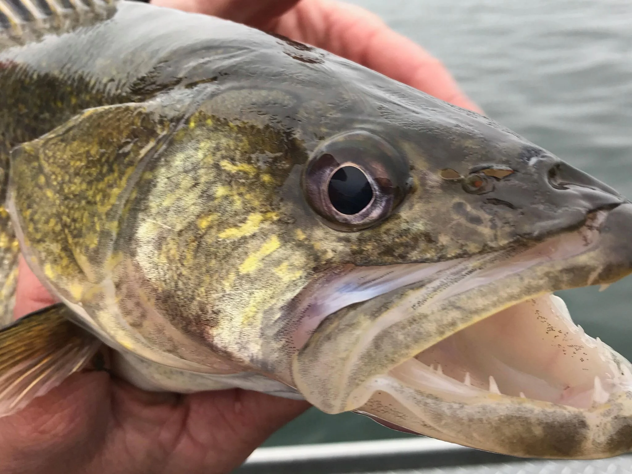 umatilla walleye1.jpg