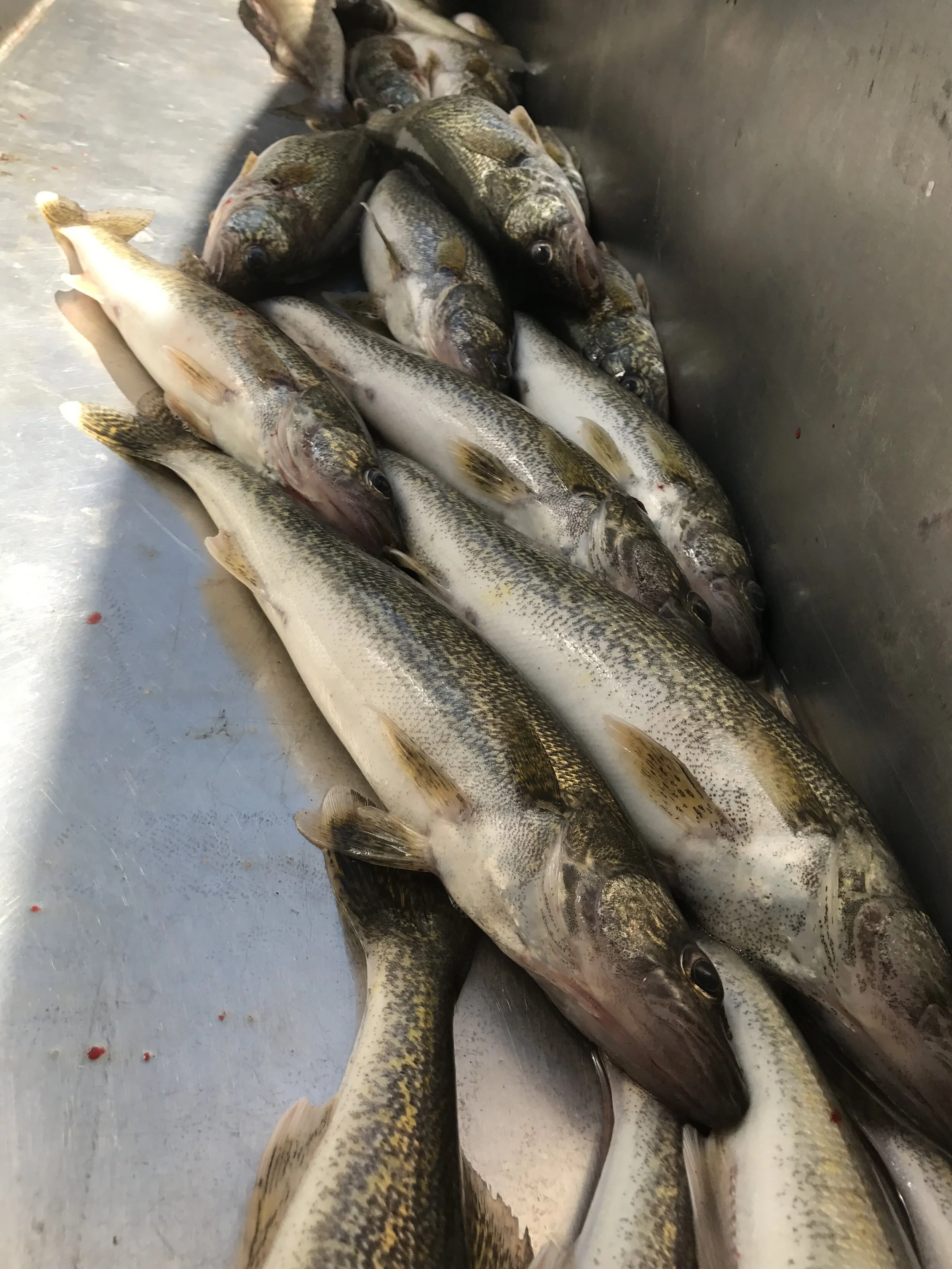 walleyefishing2.JPG