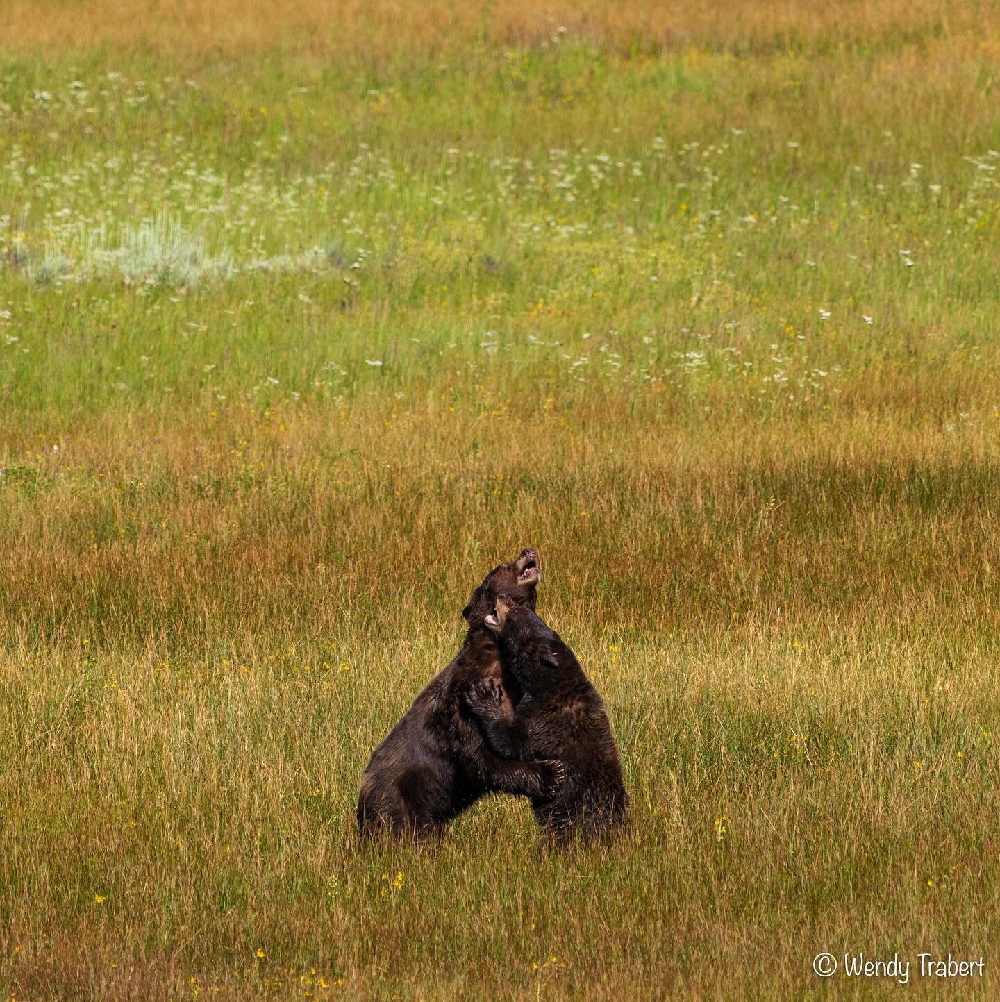 Happy first day of fall! 🍁🍂

Captured these two bears hugging in the meadow 

#wildlife #wildlifephotography #bear #naturelovers #photography #naturephotography #wild #wildflowers #bearsofinstagram #wildlifeplanet #wilderness #truckeecalifornia #na